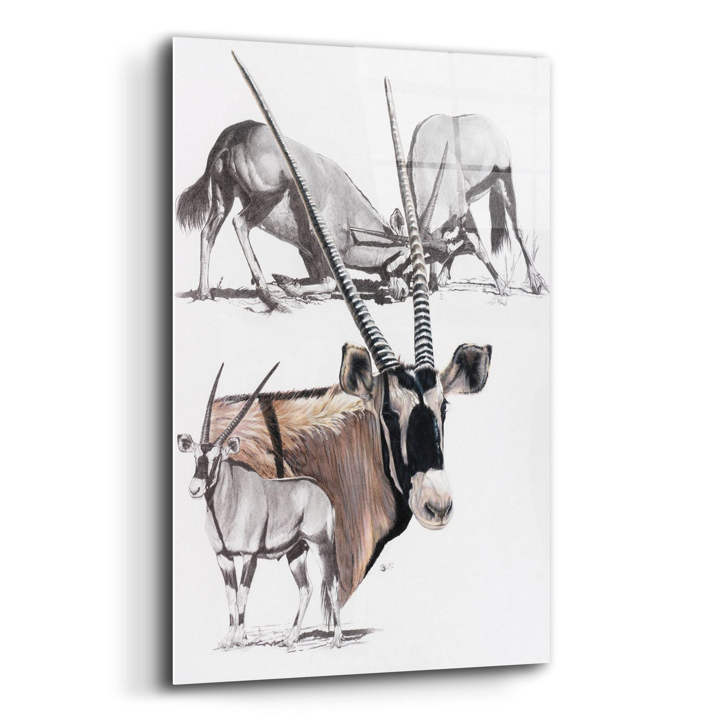 Epic Art 'Gemsbok' by Barbara Keith, Acrylic Glass Wall Art,12x16