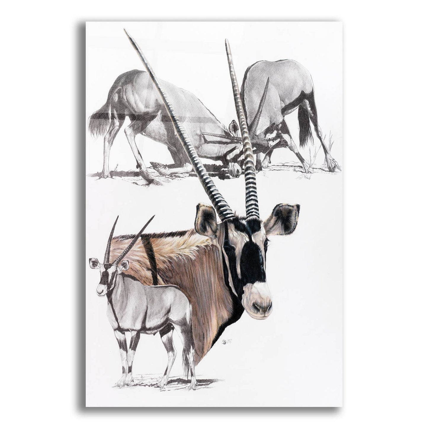 Epic Art 'Gemsbok' by Barbara Keith, Acrylic Glass Wall Art,12x16