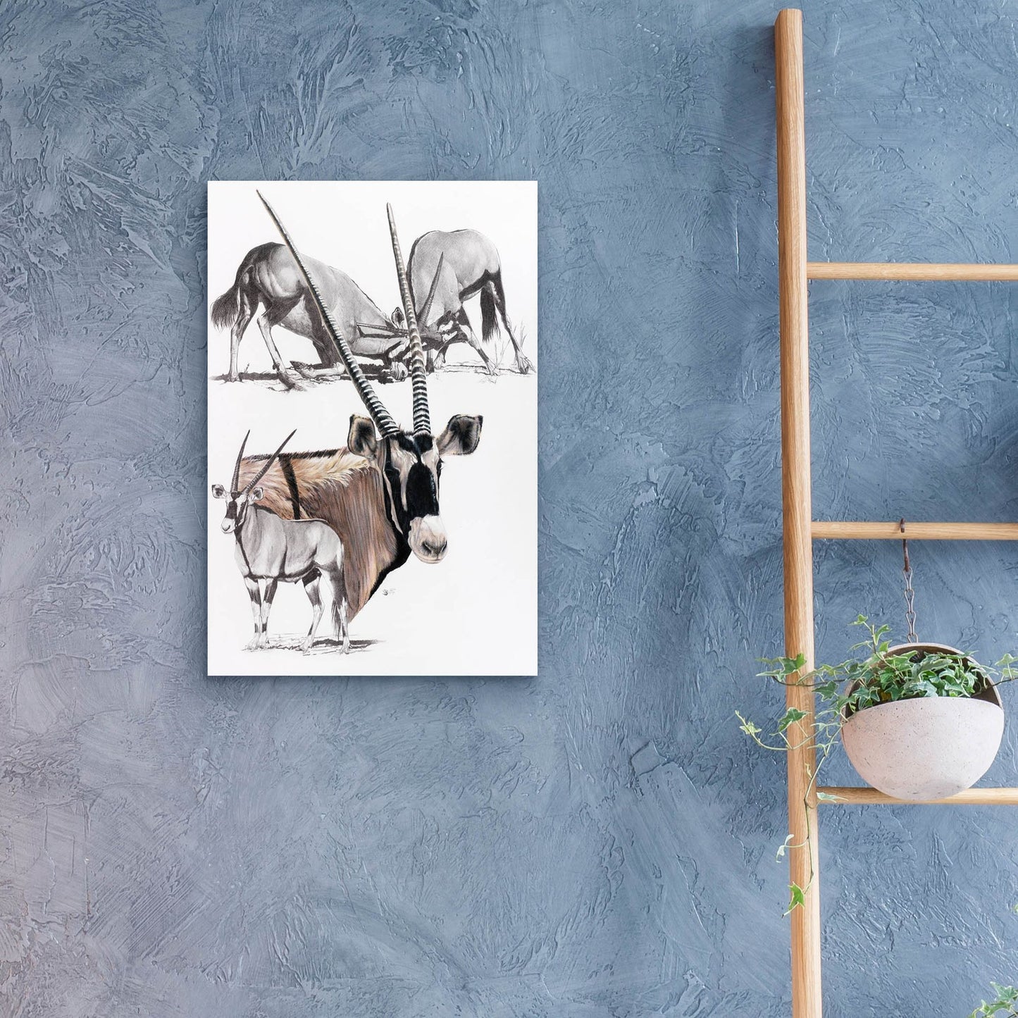 Epic Art 'Gemsbok' by Barbara Keith, Acrylic Glass Wall Art,16x24