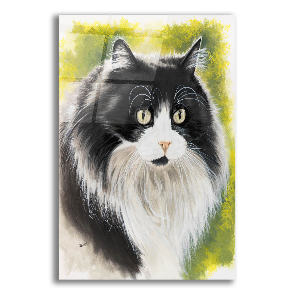 Maine Coon 2 by Barbara Keith acrylic glass wall art