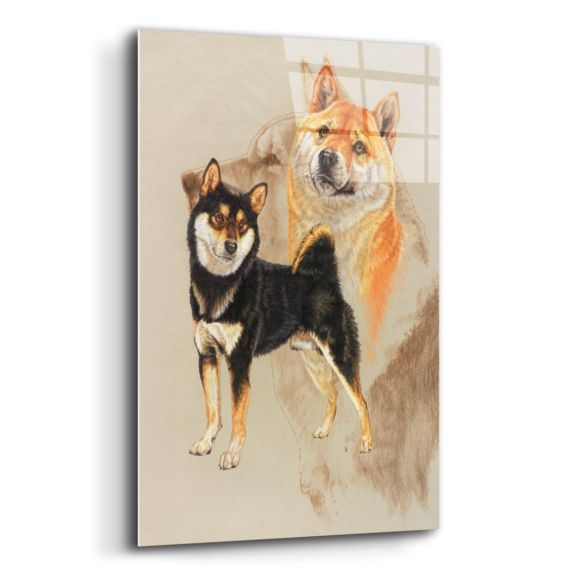 Epic Art 'Sheba Inu' by Barbara Keith, Acrylic Glass Wall Art,12x16