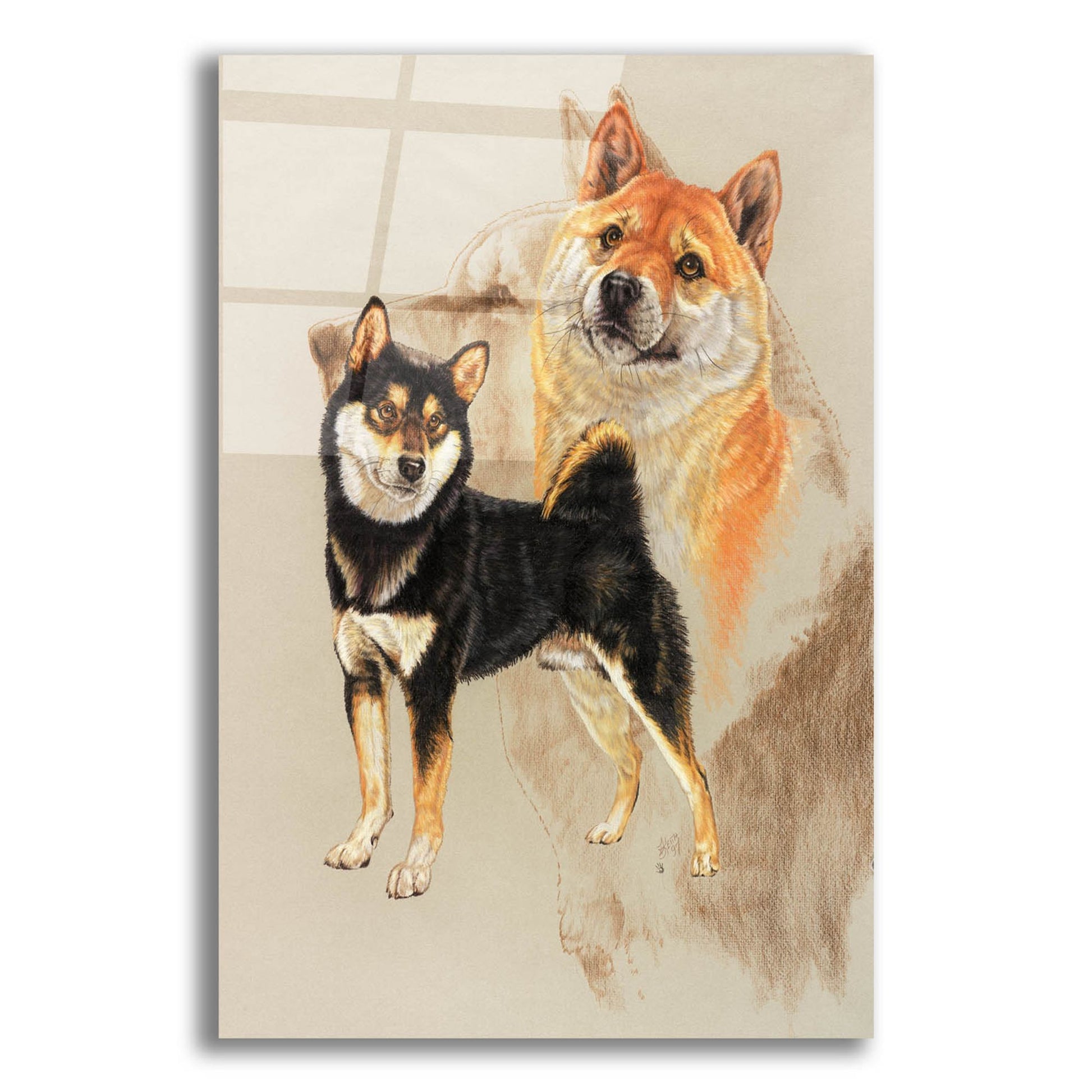 Epic Art 'Sheba Inu' by Barbara Keith, Acrylic Glass Wall Art,12x16