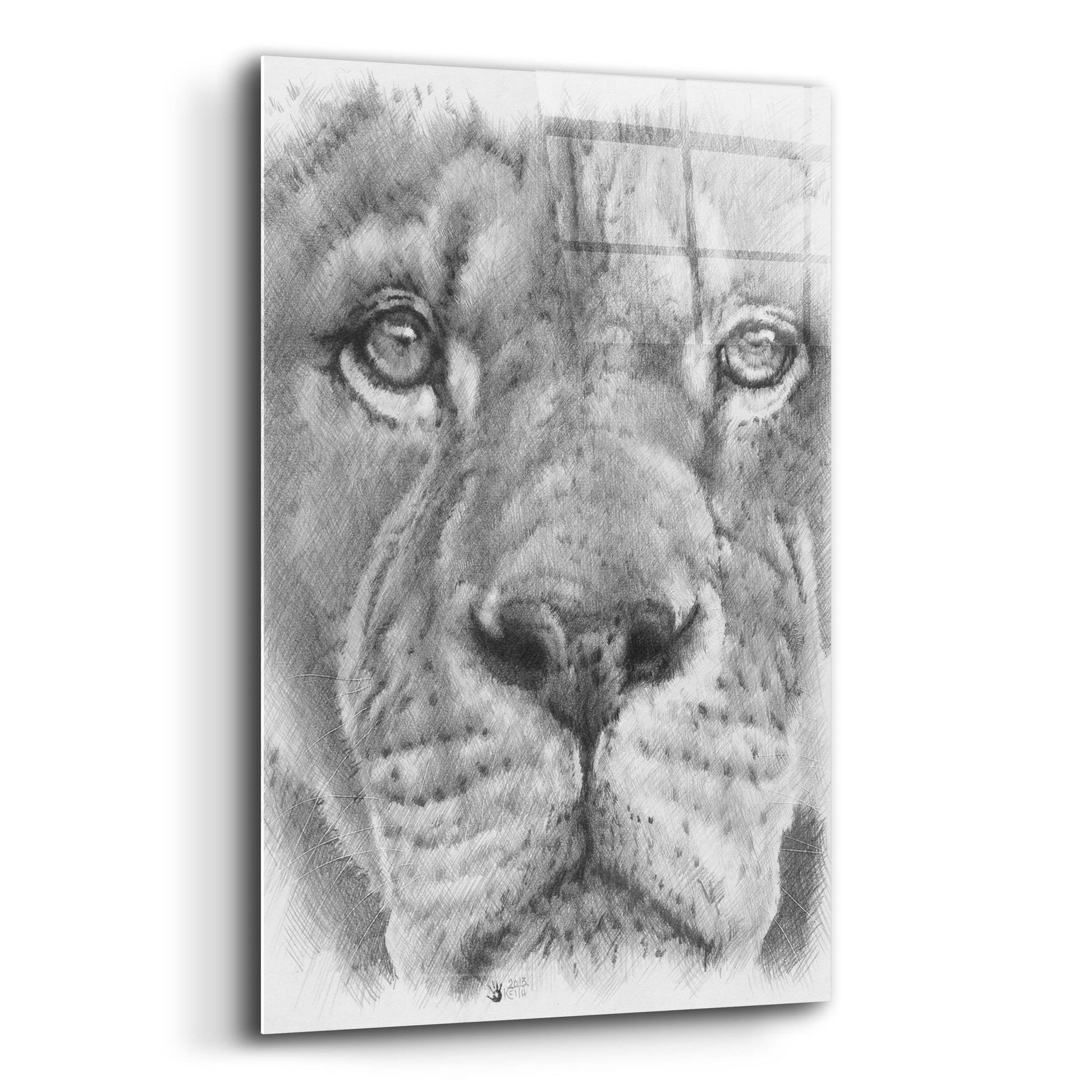 Epic Art 'Up Close Lion' by Barbara Keith, Acrylic Glass Wall Art,12x16