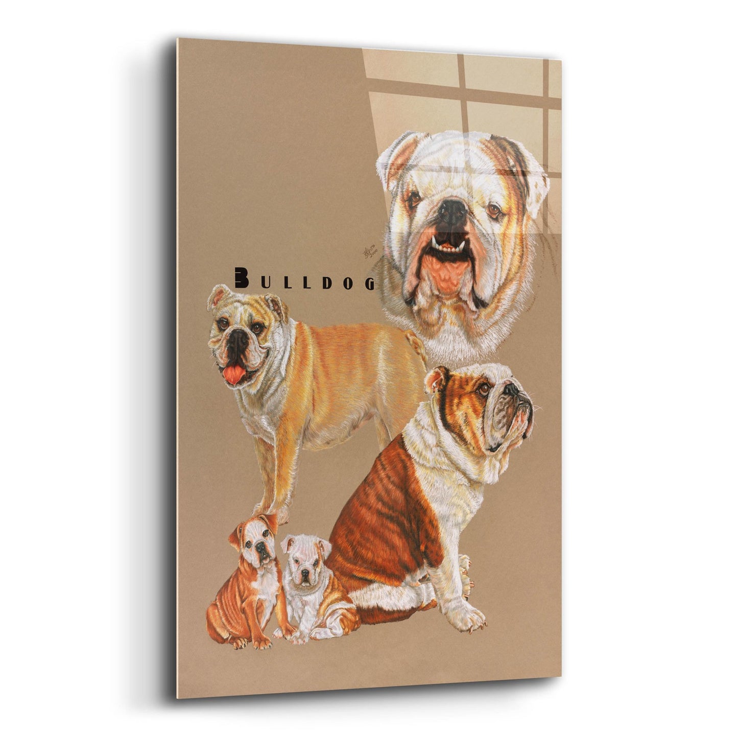 Epic Art 'Bulldog' by Barbara Keith, Acrylic Glass Wall Art,12x16