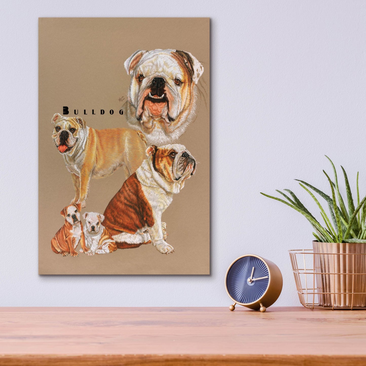 Epic Art 'Bulldog' by Barbara Keith, Acrylic Glass Wall Art,12x16