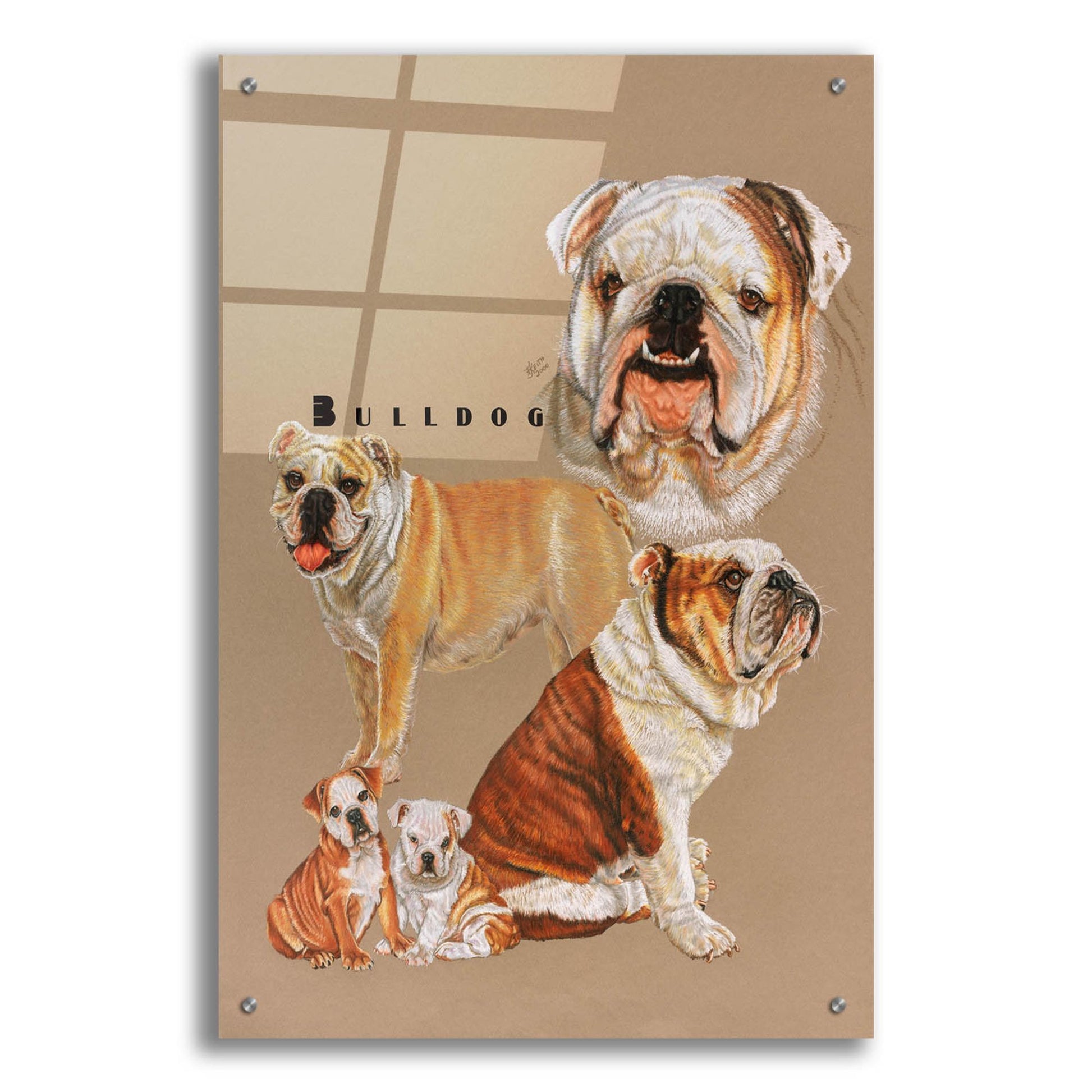 Epic Art 'Bulldog' by Barbara Keith, Acrylic Glass Wall Art,24x36