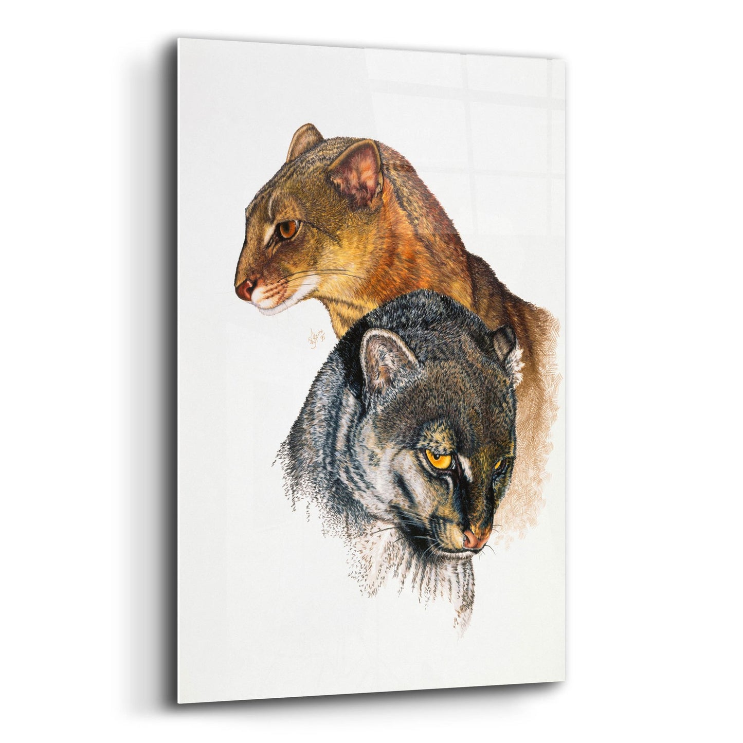 Epic Art 'Jaguarundi' by Barbara Keith, Acrylic Glass Wall Art,12x16