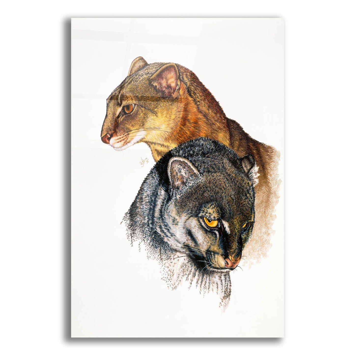 Epic Art 'Jaguarundi' by Barbara Keith, Acrylic Glass Wall Art,12x16