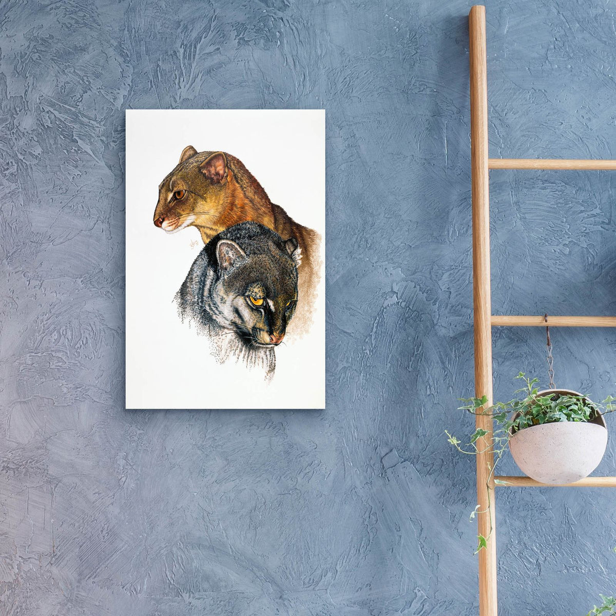 Jaguarundi by Barbara Keith - 16x24 acrylic wall art in a room