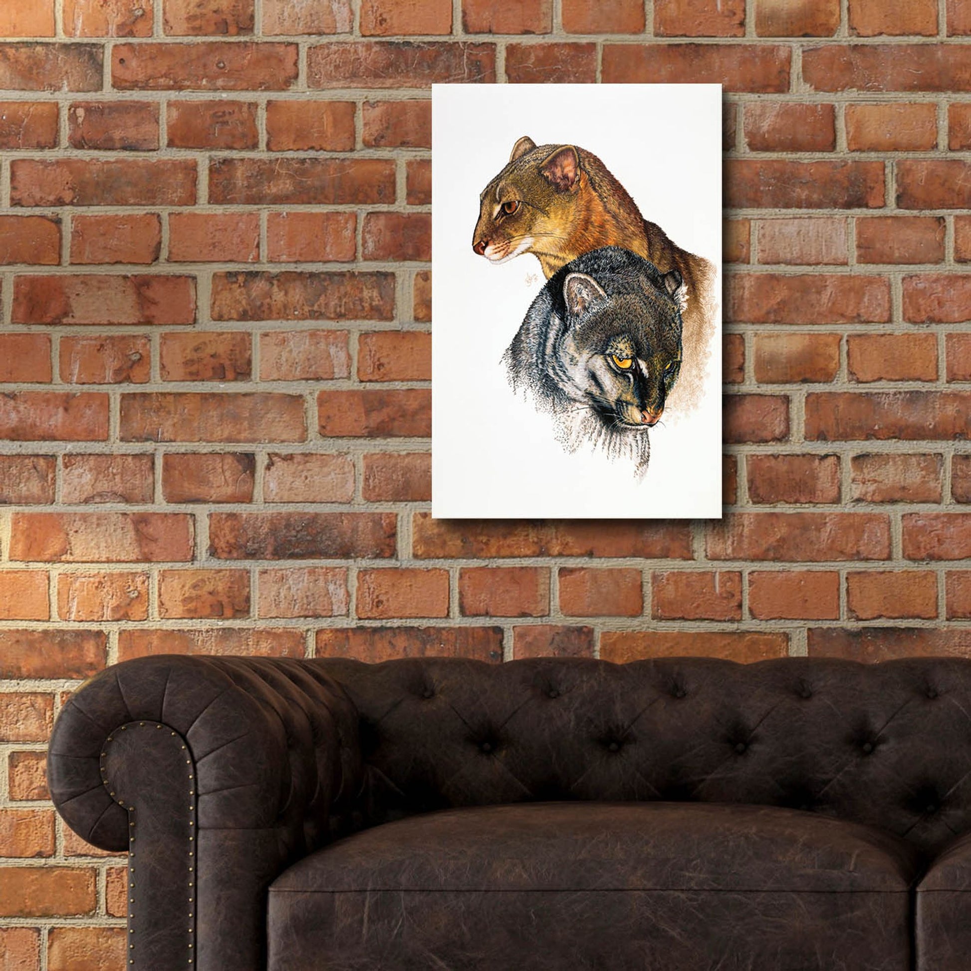 Epic Art 'Jaguarundi' by Barbara Keith, Acrylic Glass Wall Art,16x24