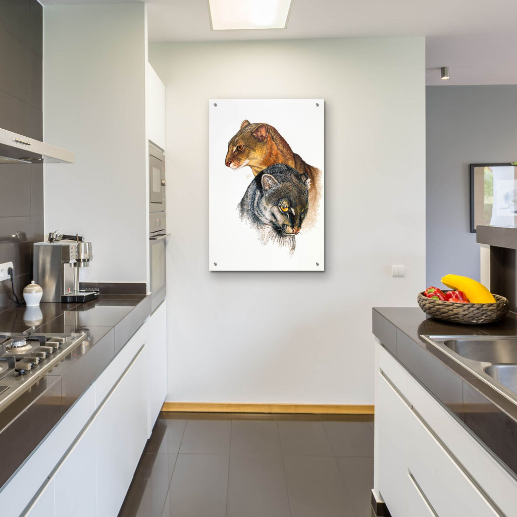 Jaguarundi by Barbara Keith - 24x36 acrylic wall art in a room