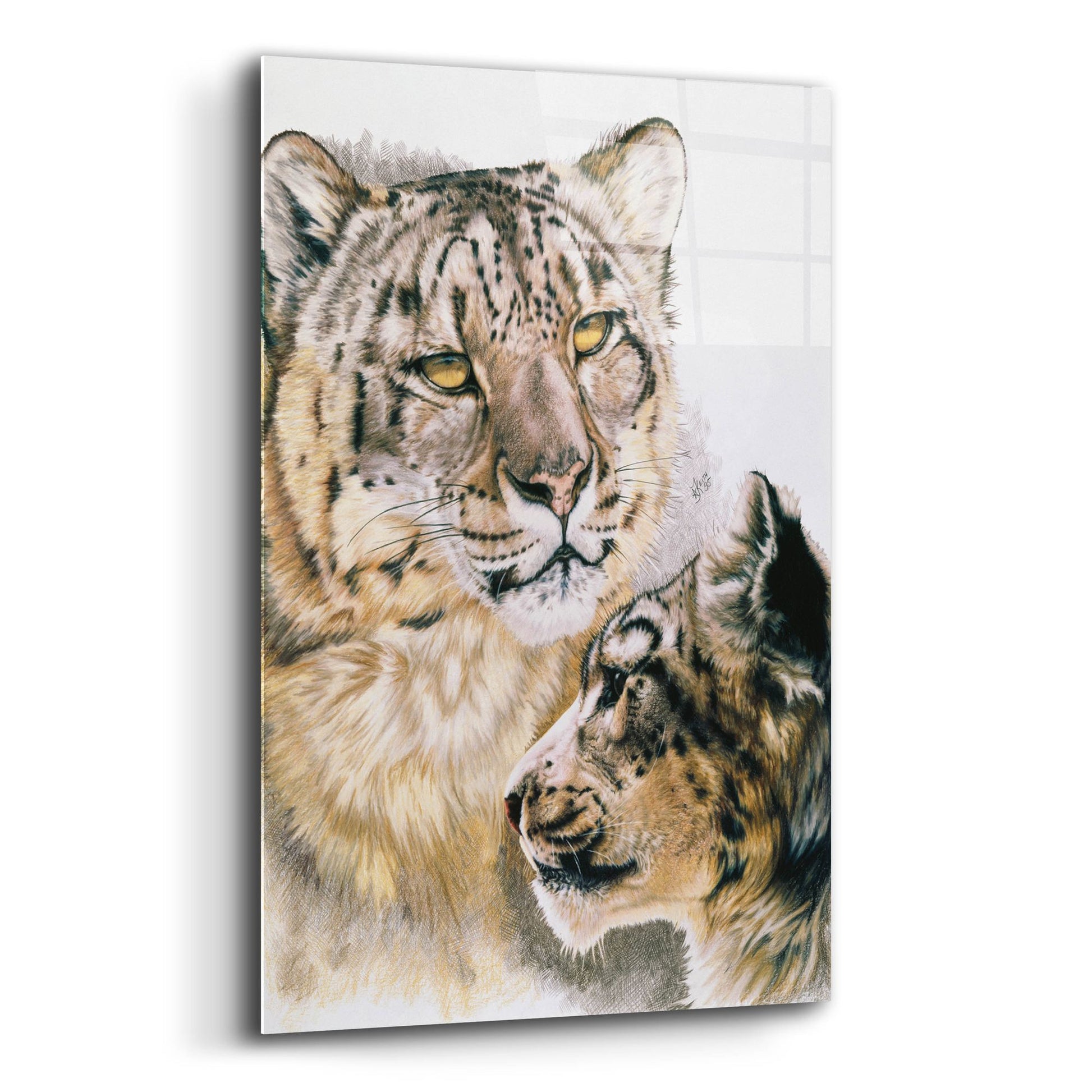 Epic Art 'Panthera Uncia' by Barbara Keith, Acrylic Glass Wall Art,12x16