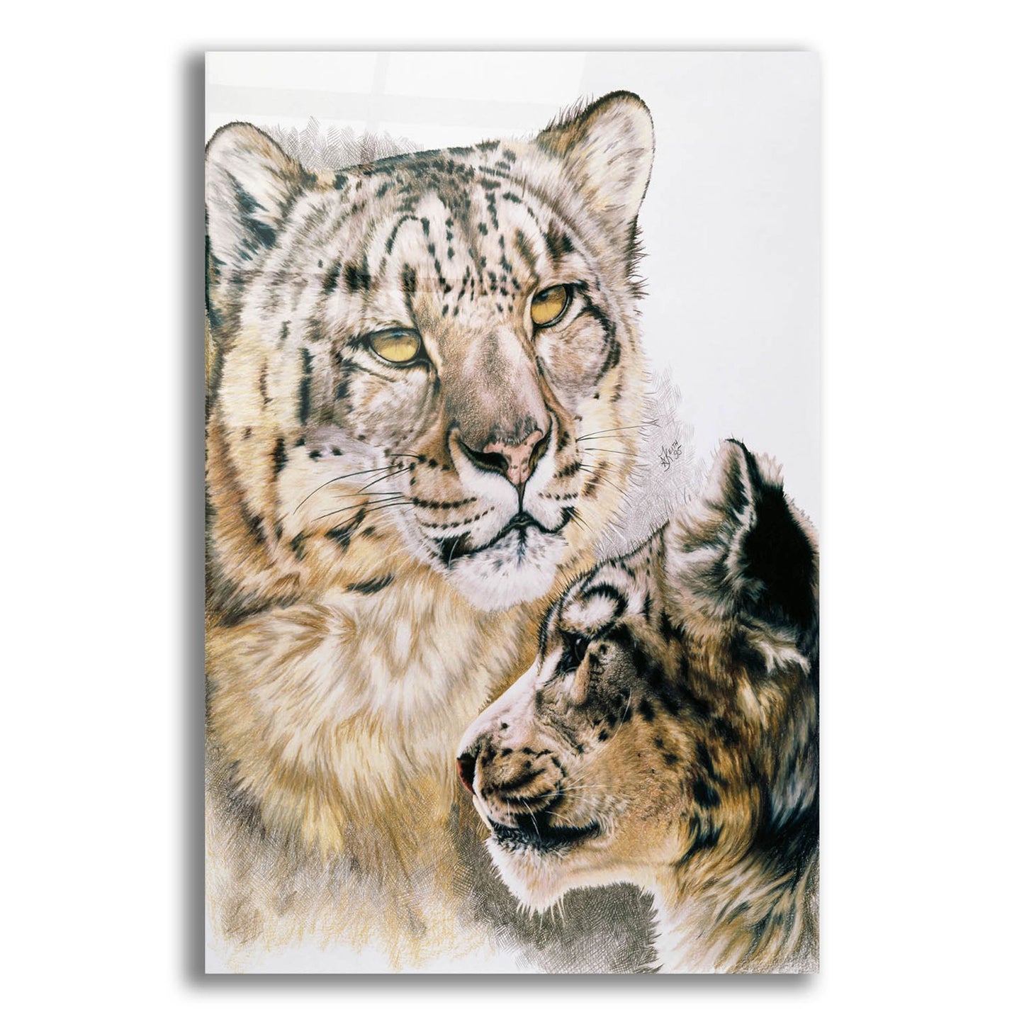 Epic Art 'Panthera Uncia' by Barbara Keith, Acrylic Glass Wall Art,12x16