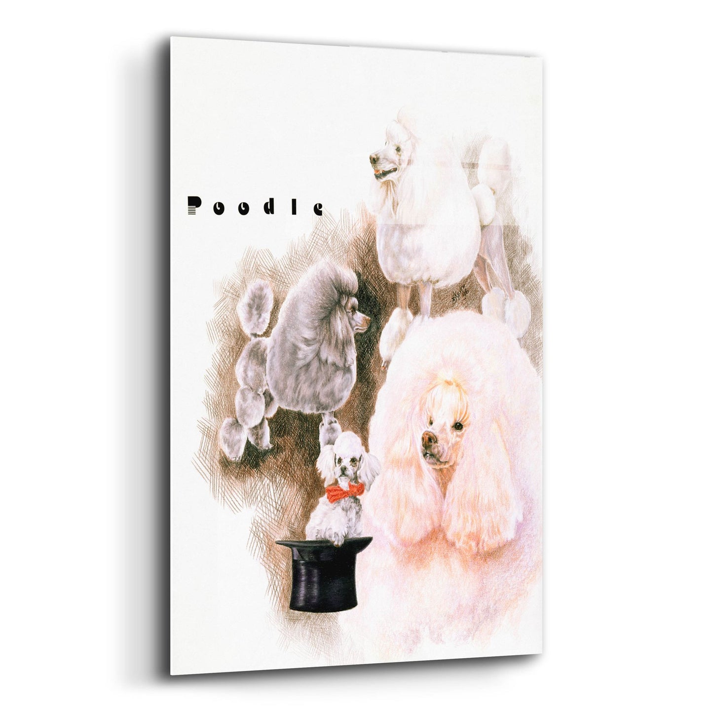 Epic Art 'Poodle 2' by Barbara Keith, Acrylic Glass Wall Art,12x16