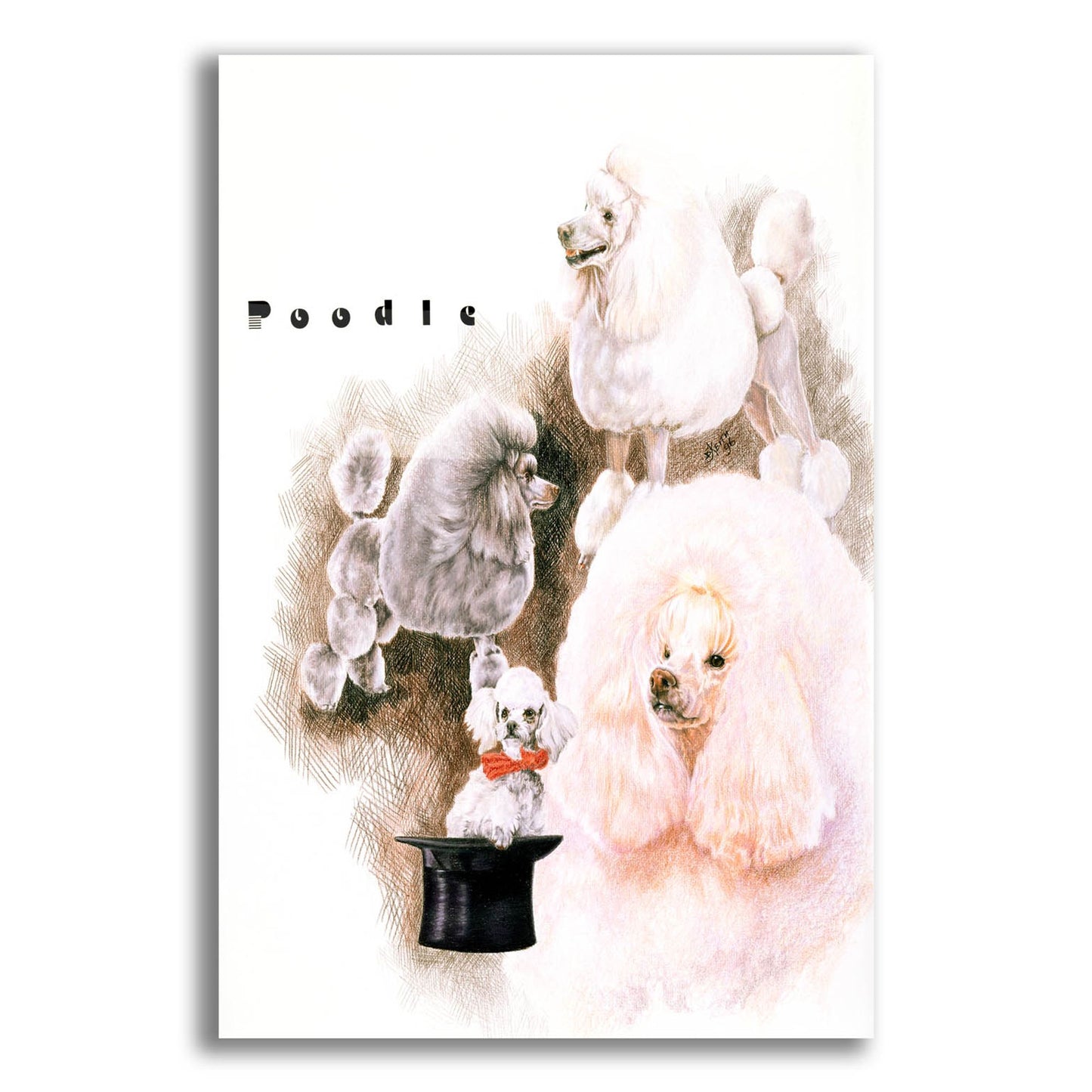 Epic Art 'Poodle 2' by Barbara Keith, Acrylic Glass Wall Art,12x16