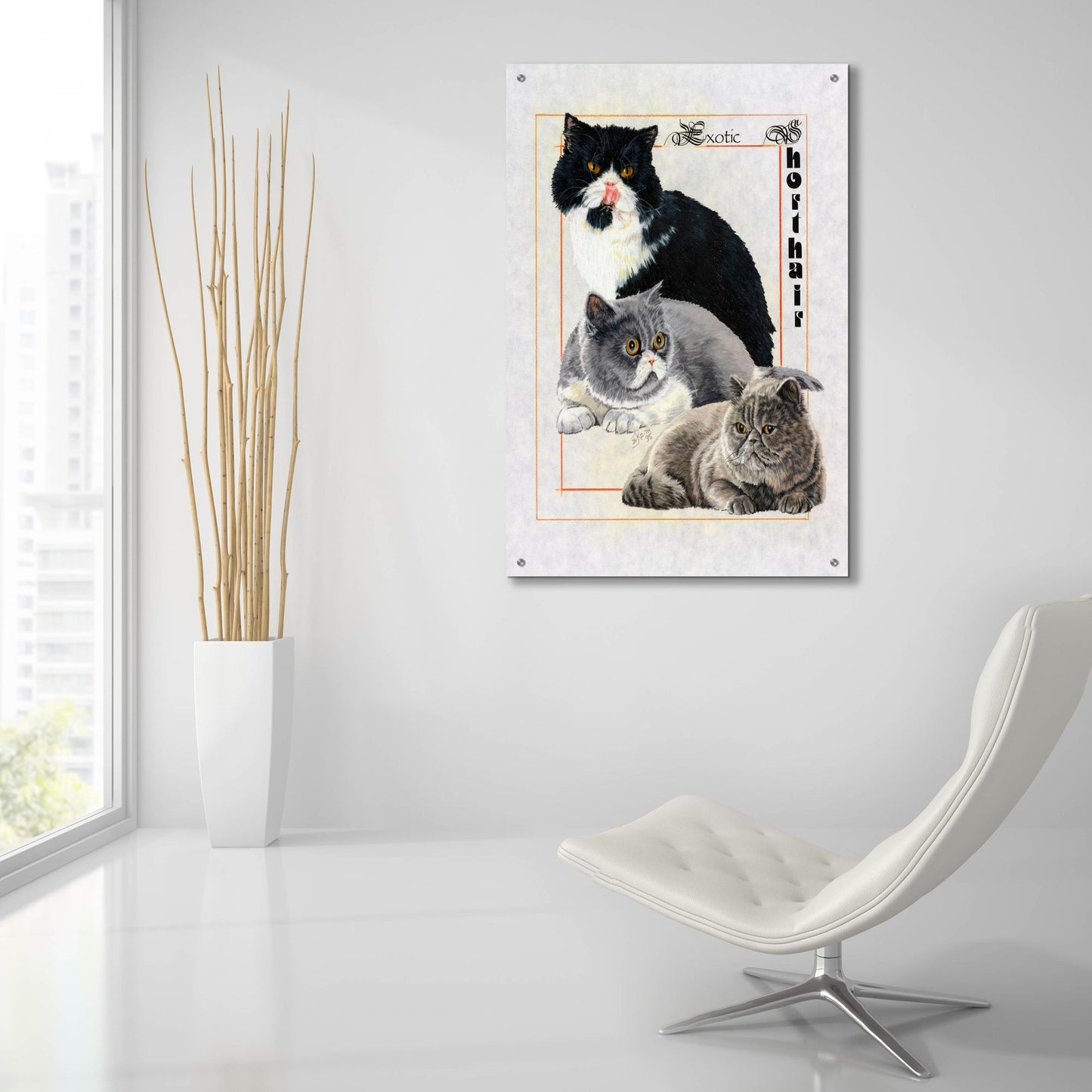 Epic Art 'Exotic Shorthair' by Barbara Keith, Acrylic Glass Wall Art,24x36