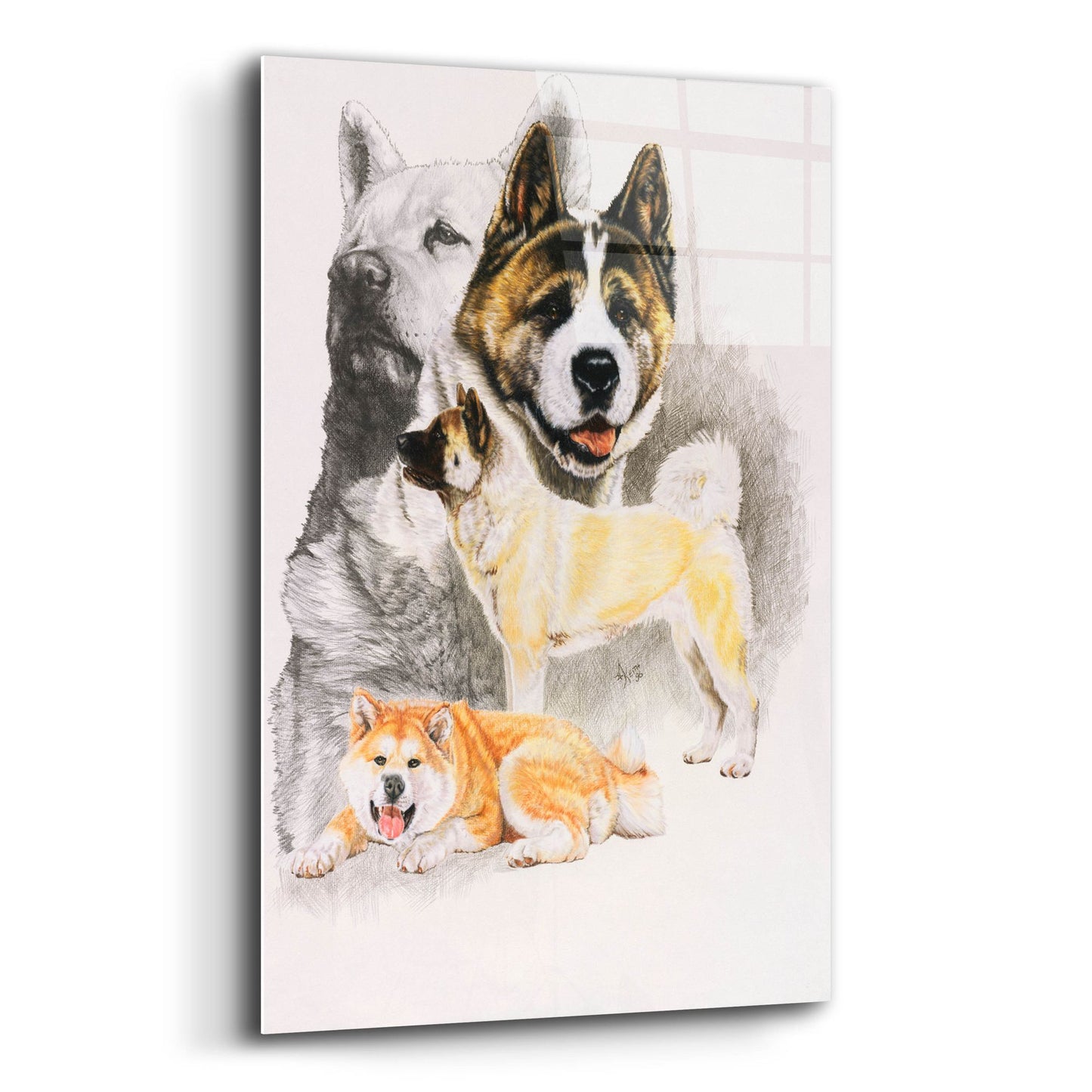 Epic Art 'Akita 2' by Barbara Keith, Acrylic Glass Wall Art,12x16