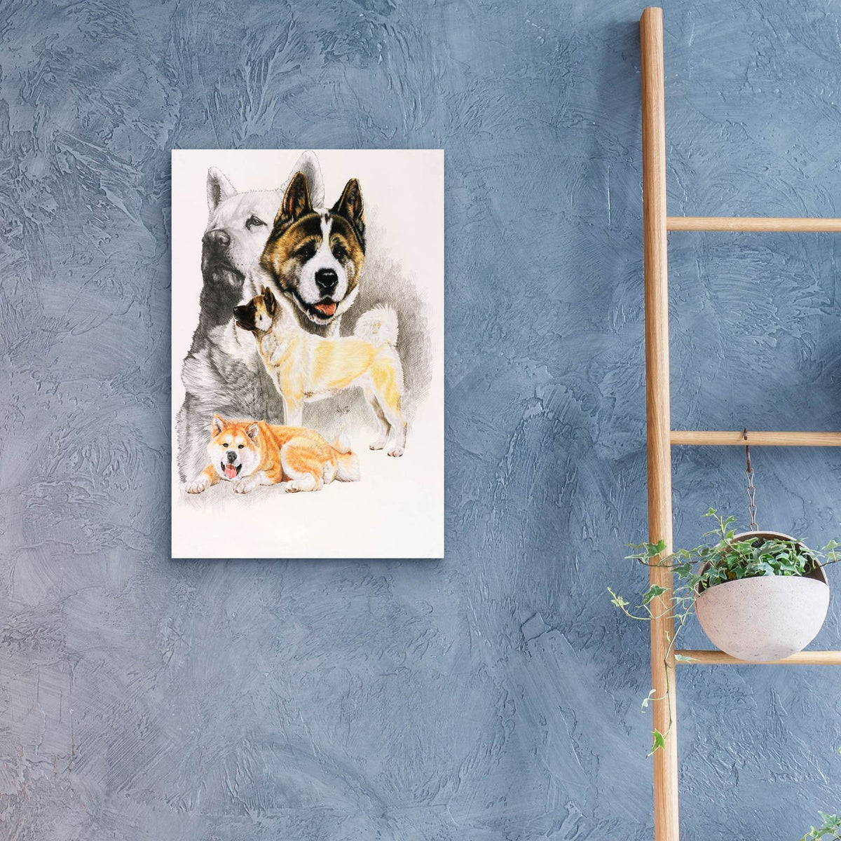 Akita 2 by Barbara Keith - 16x24 acrylic wall art in a room