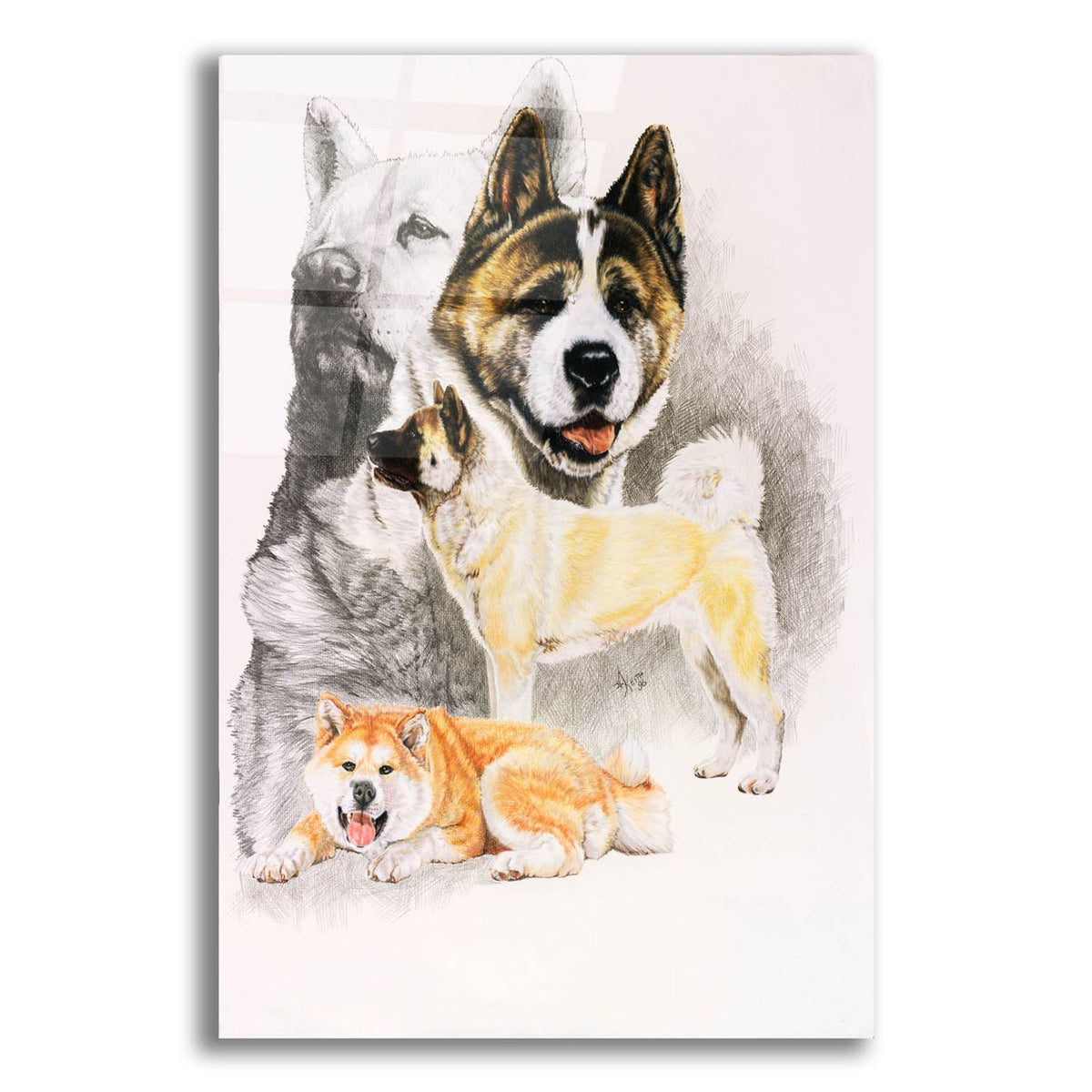Akita 2 by Barbara Keith acrylic glass wall art