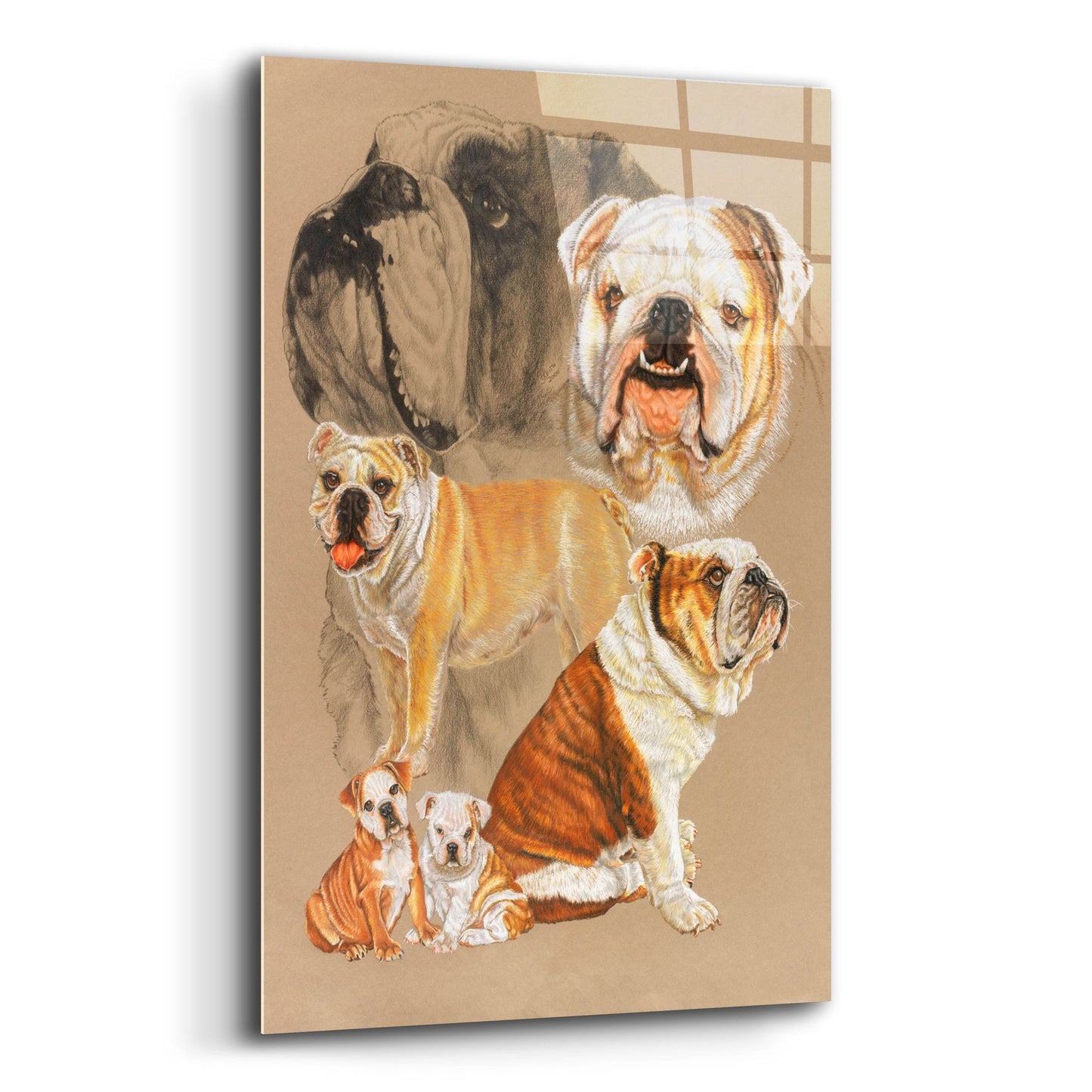 Epic Art 'English Bulldog' by Barbara Keith, Acrylic Glass Wall Art,12x16