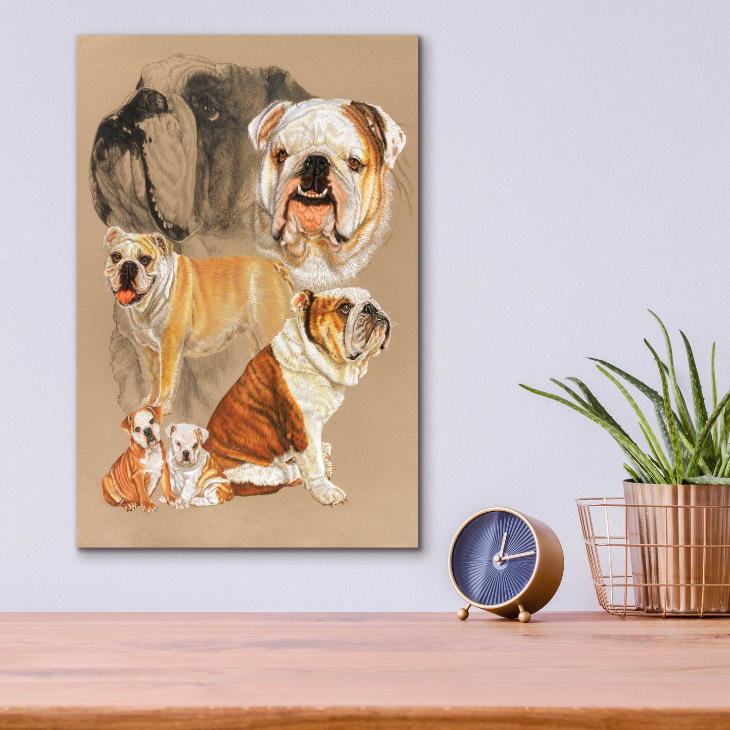 Epic Art 'English Bulldog' by Barbara Keith, Acrylic Glass Wall Art,12x16