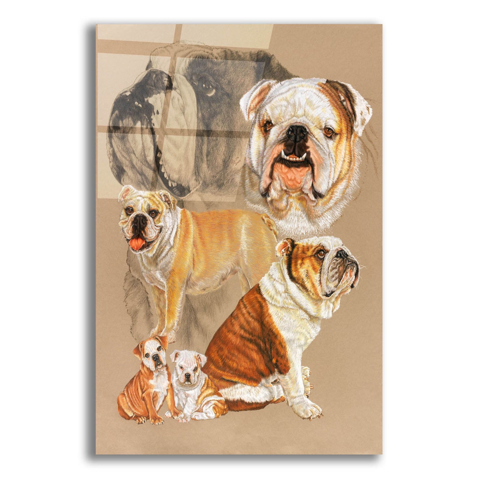 Epic Art 'English Bulldog' by Barbara Keith, Acrylic Glass Wall Art,12x16