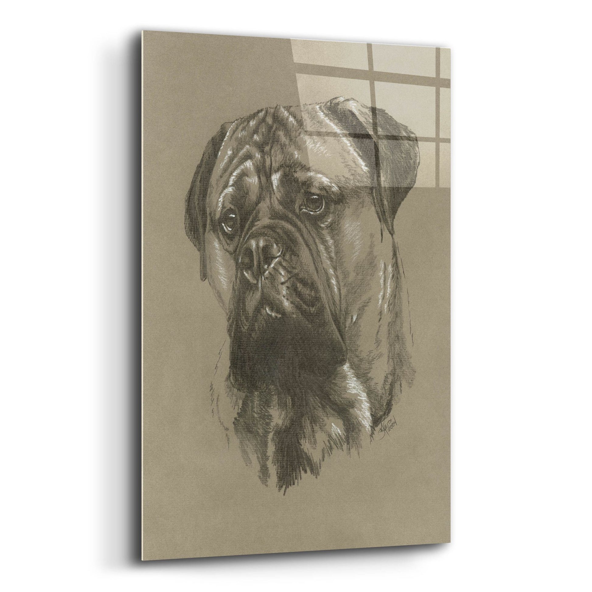 Epic Art 'Bull Mastiff' by Barbara Keith, Acrylic Glass Wall Art,12x16