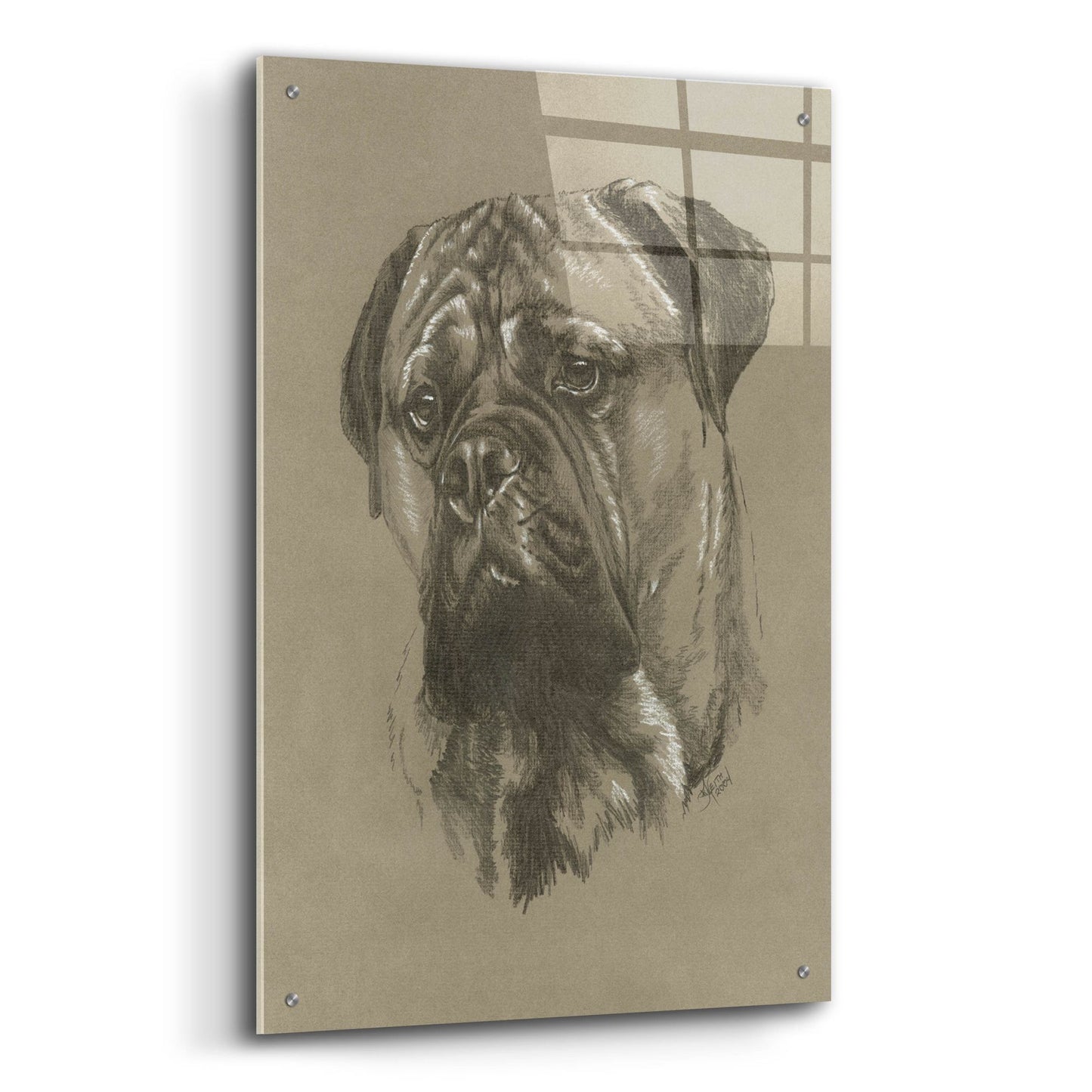 Epic Art 'Bull Mastiff' by Barbara Keith, Acrylic Glass Wall Art,24x36