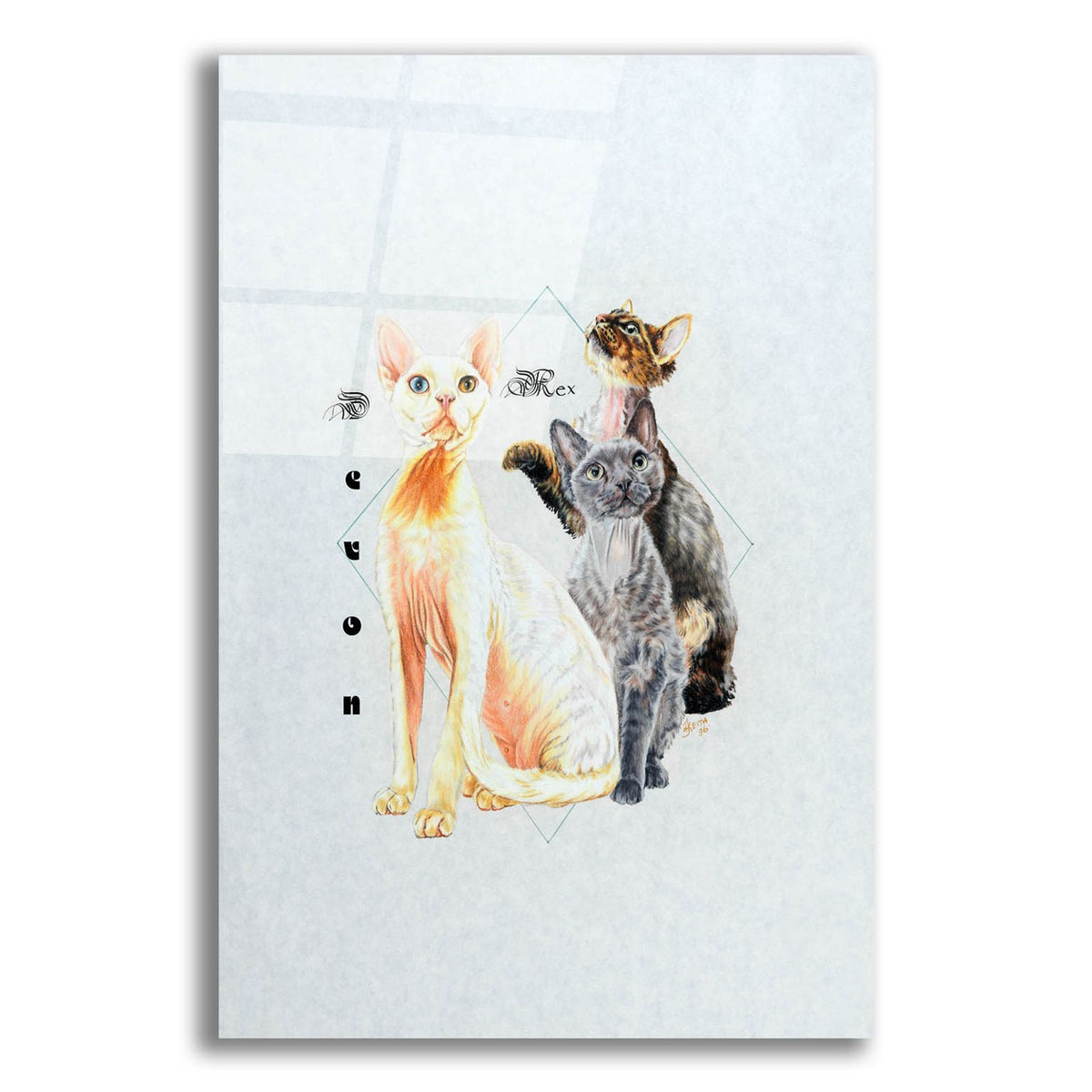 Devon Rex by Barbara Keith acrylic glass wall art