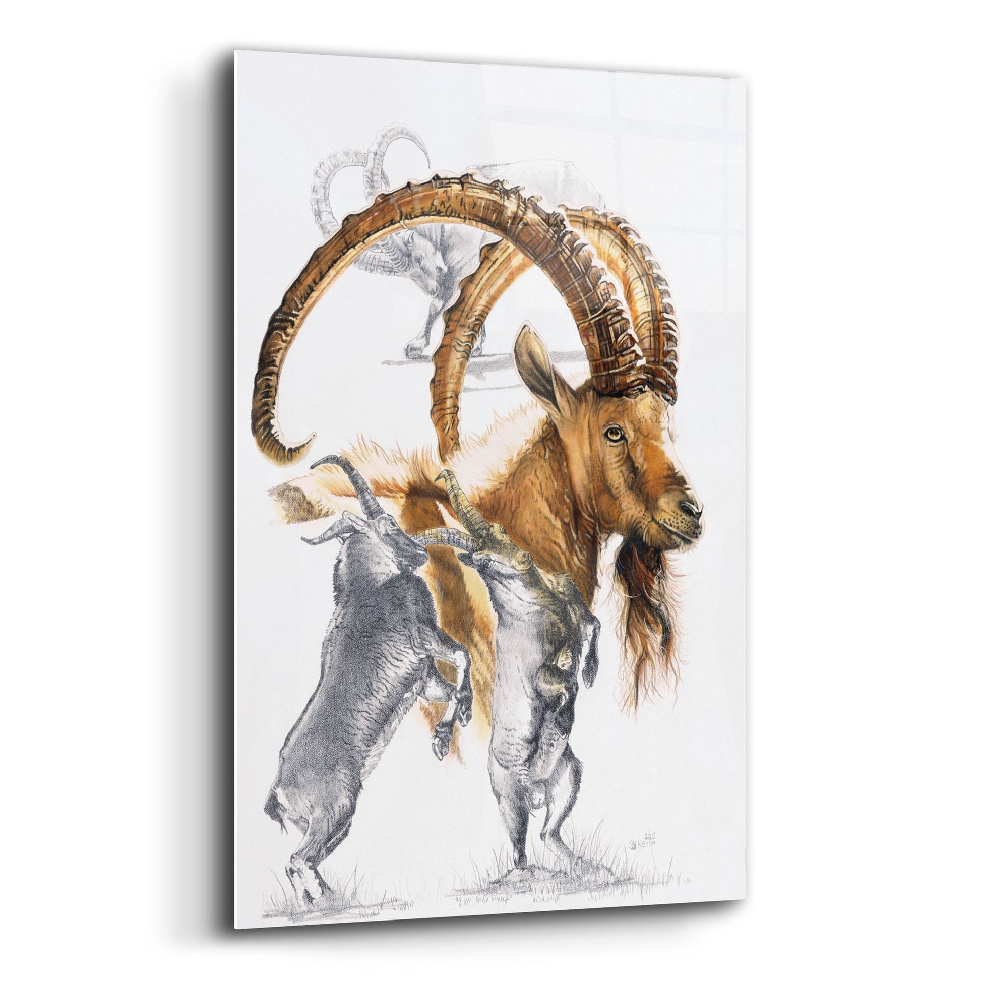 Epic Art 'Ibex' by Barbara Keith, Acrylic Glass Wall Art,12x16