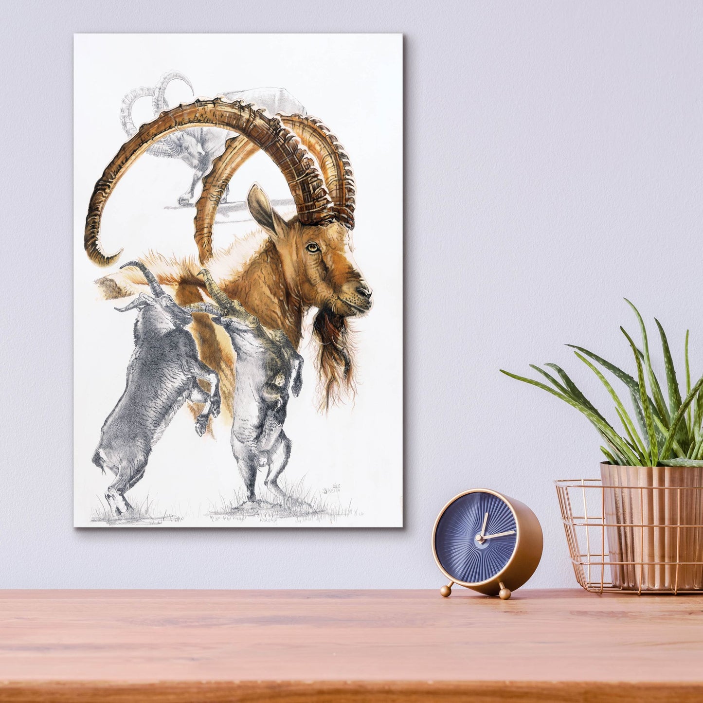 Epic Art 'Ibex' by Barbara Keith, Acrylic Glass Wall Art,12x16