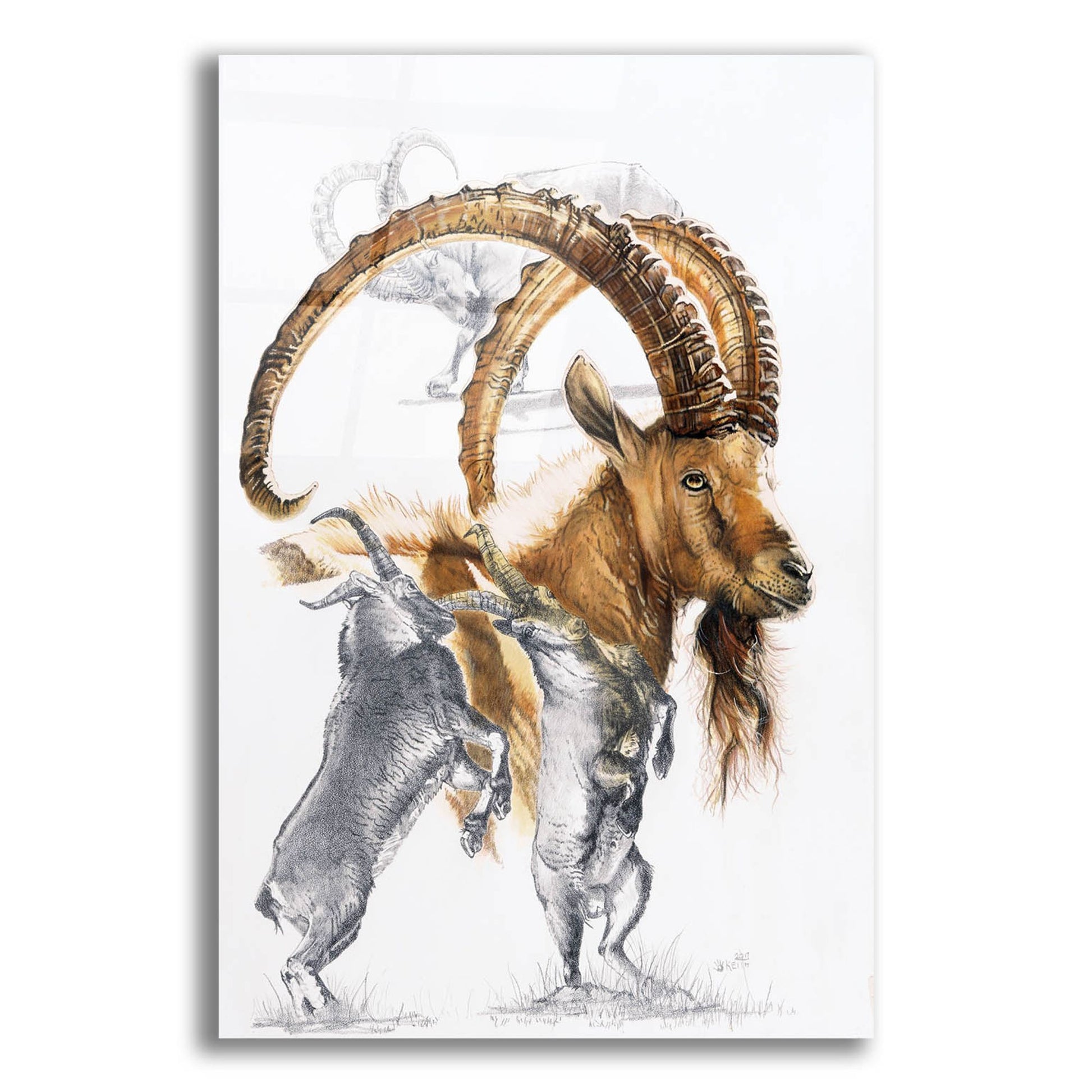 Epic Art 'Ibex' by Barbara Keith, Acrylic Glass Wall Art,12x16