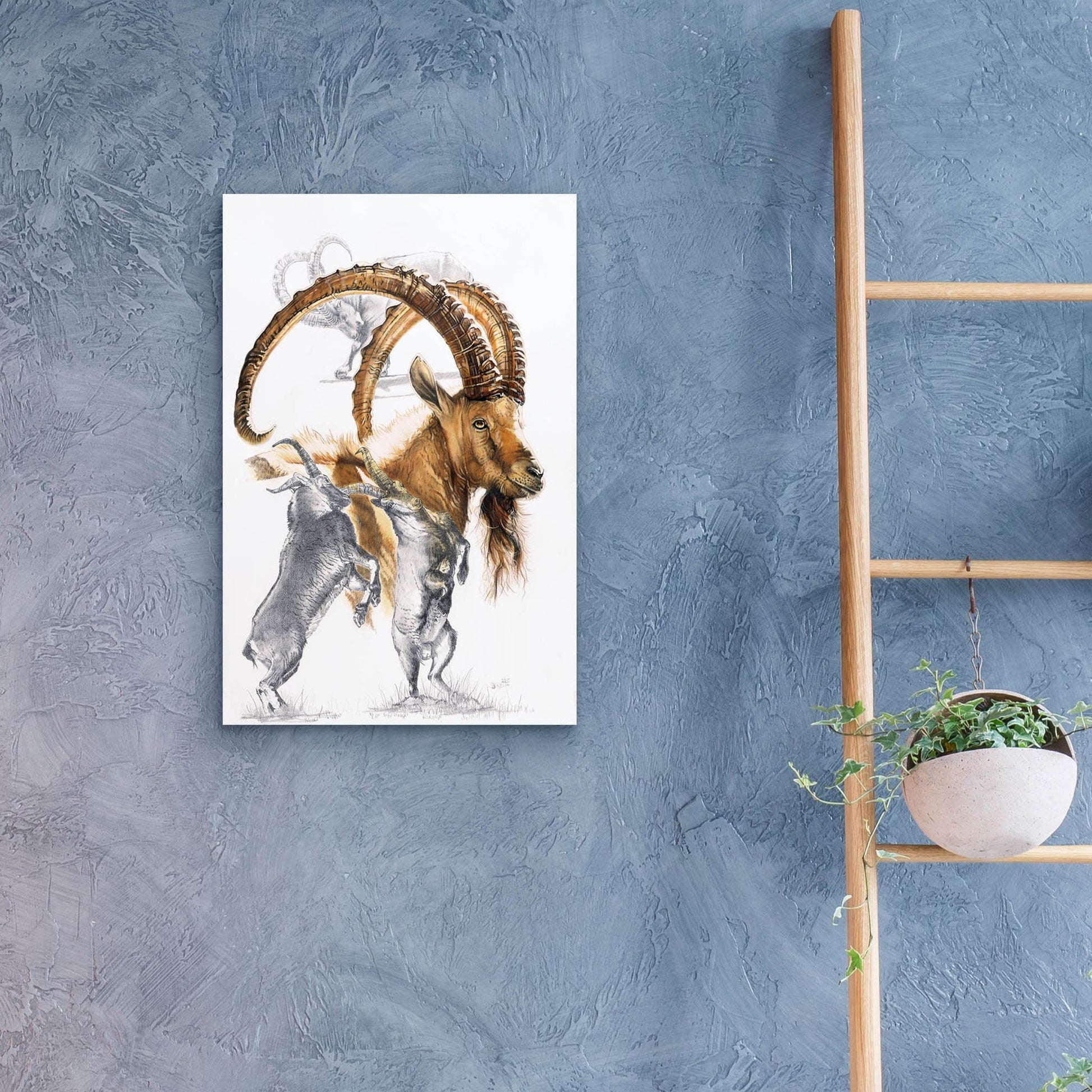 Epic Art 'Ibex' by Barbara Keith, Acrylic Glass Wall Art,16x24