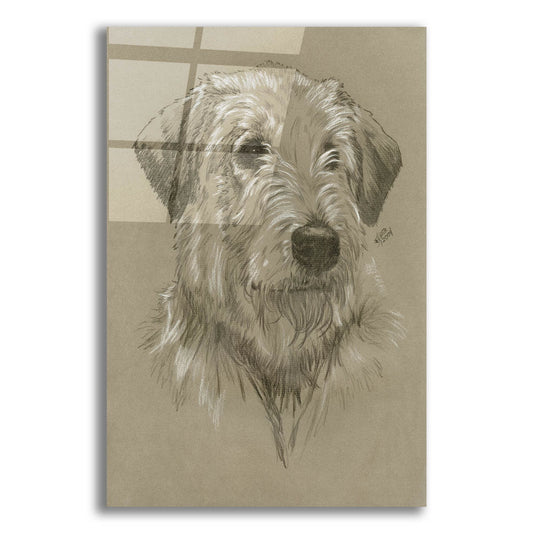 Epic Art 'Irish Wolfhound' by Barbara Keith, Acrylic Glass Wall Art