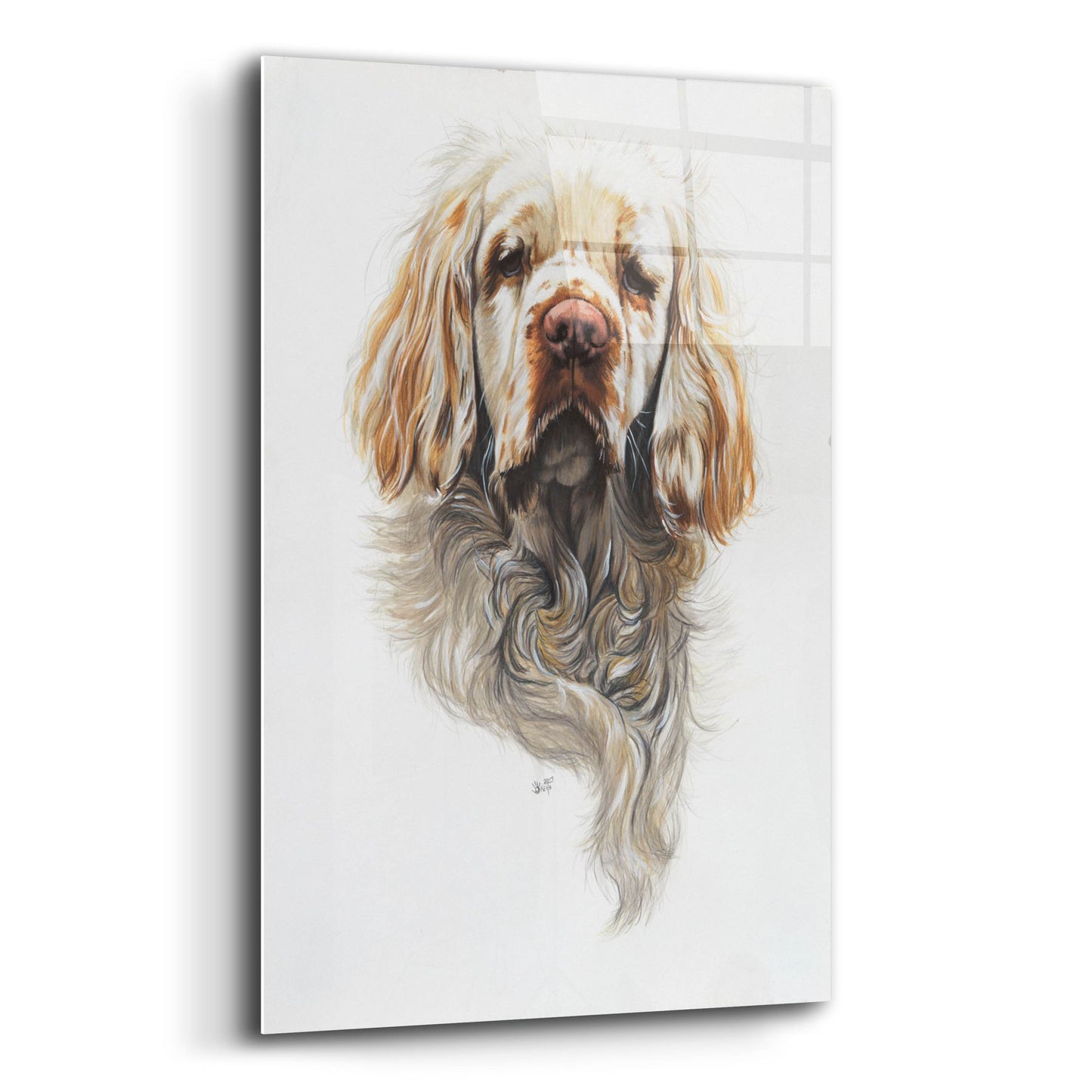 Epic Art 'Clumber Spaniel' by Barbara Keith, Acrylic Glass Wall Art,12x16