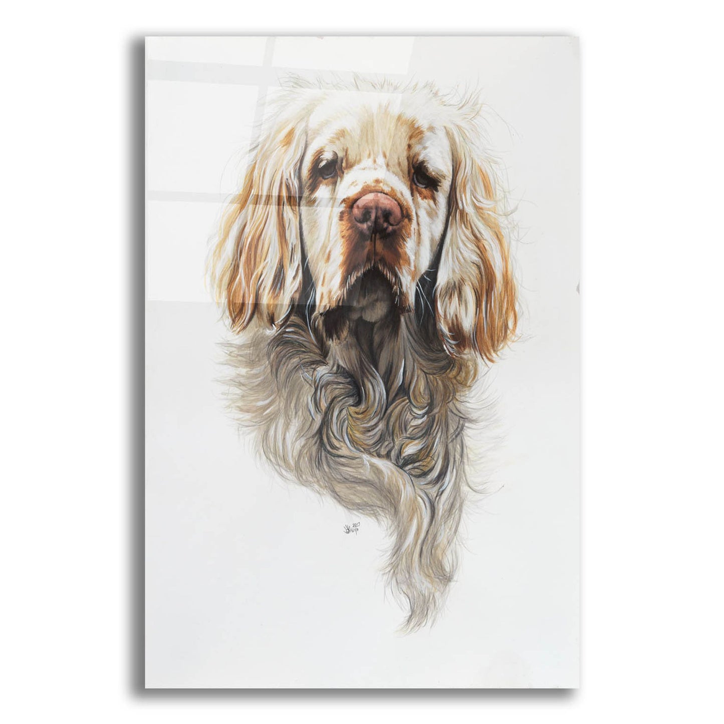 Epic Art 'Clumber Spaniel' by Barbara Keith, Acrylic Glass Wall Art,12x16