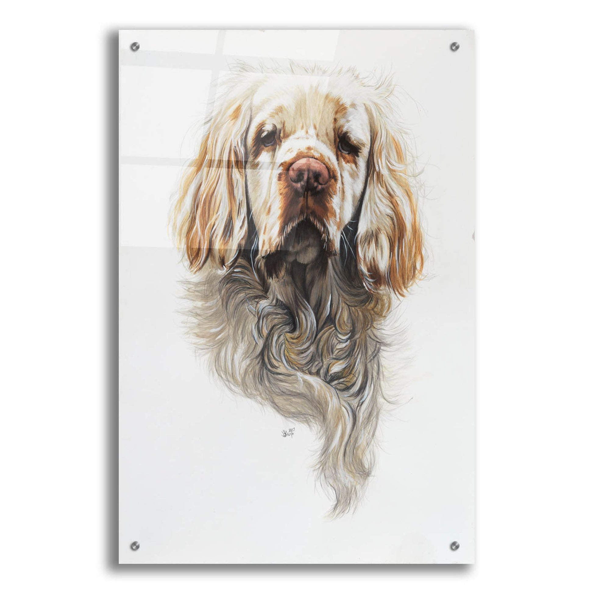 Epic Art 'Clumber Spaniel' by Barbara Keith, Acrylic Glass Wall Art,24x36