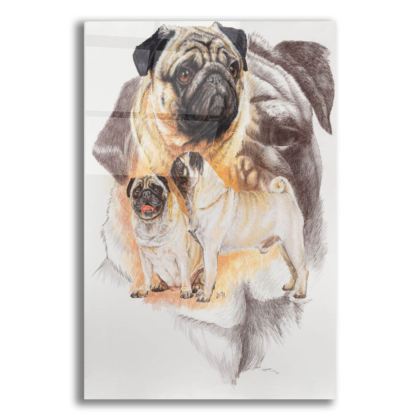 Epic Art 'Pug and Ghost' by Barbara Keith, Acrylic Glass Wall Art,12x16