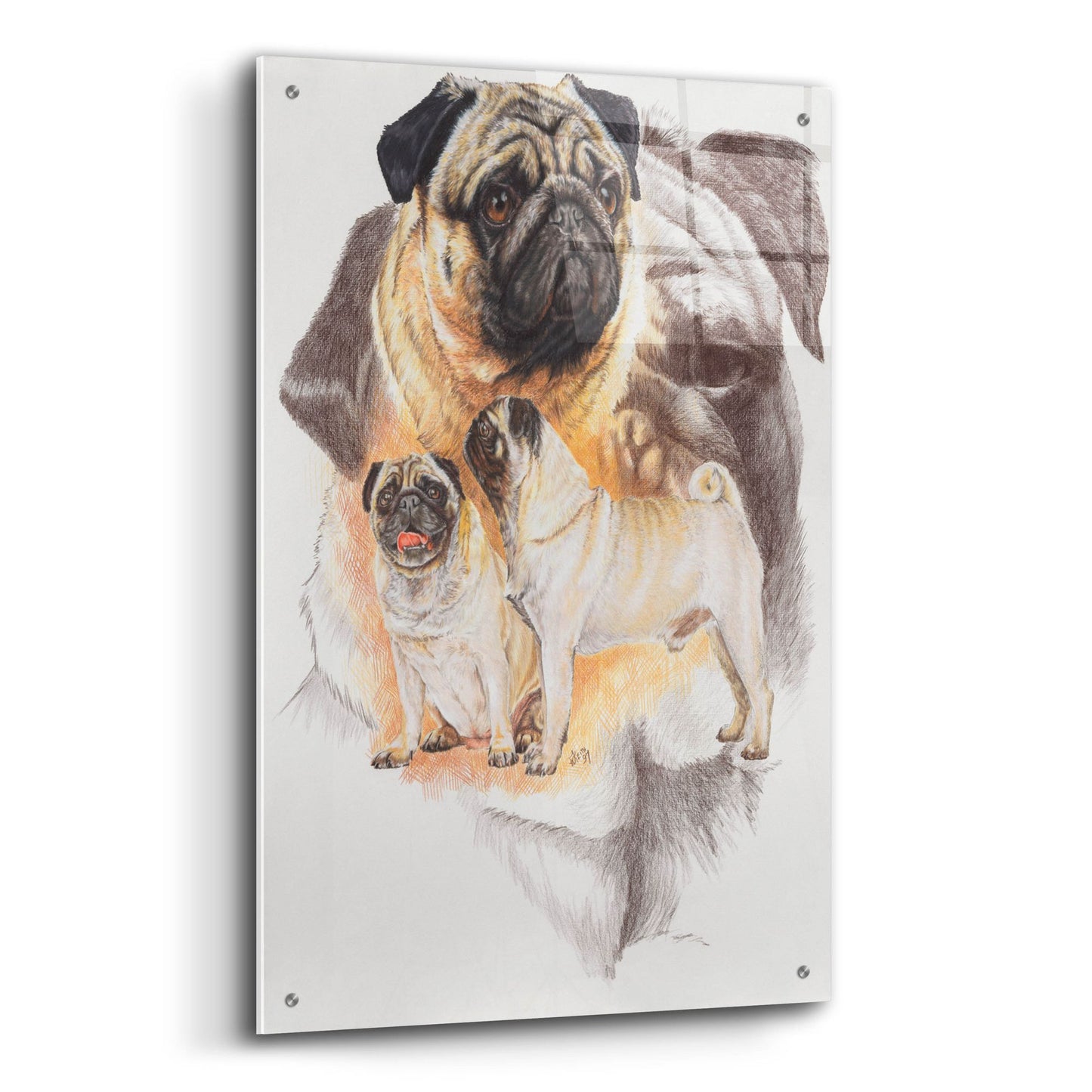 Epic Art 'Pug and Ghost' by Barbara Keith, Acrylic Glass Wall Art,24x36