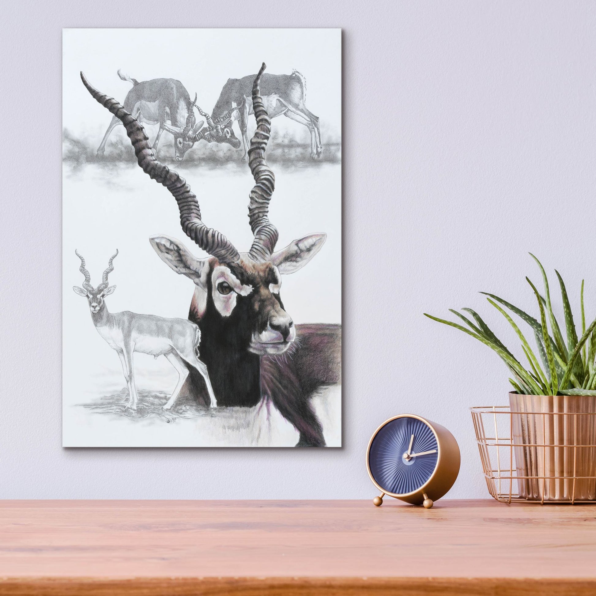 Epic Art 'Black Buck' by Barbara Keith, Acrylic Glass Wall Art,12x16