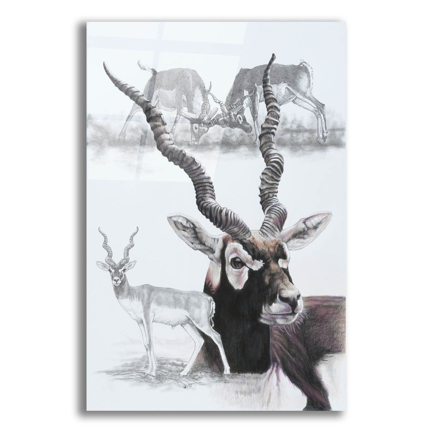 Epic Art 'Black Buck' by Barbara Keith, Acrylic Glass Wall Art,12x16