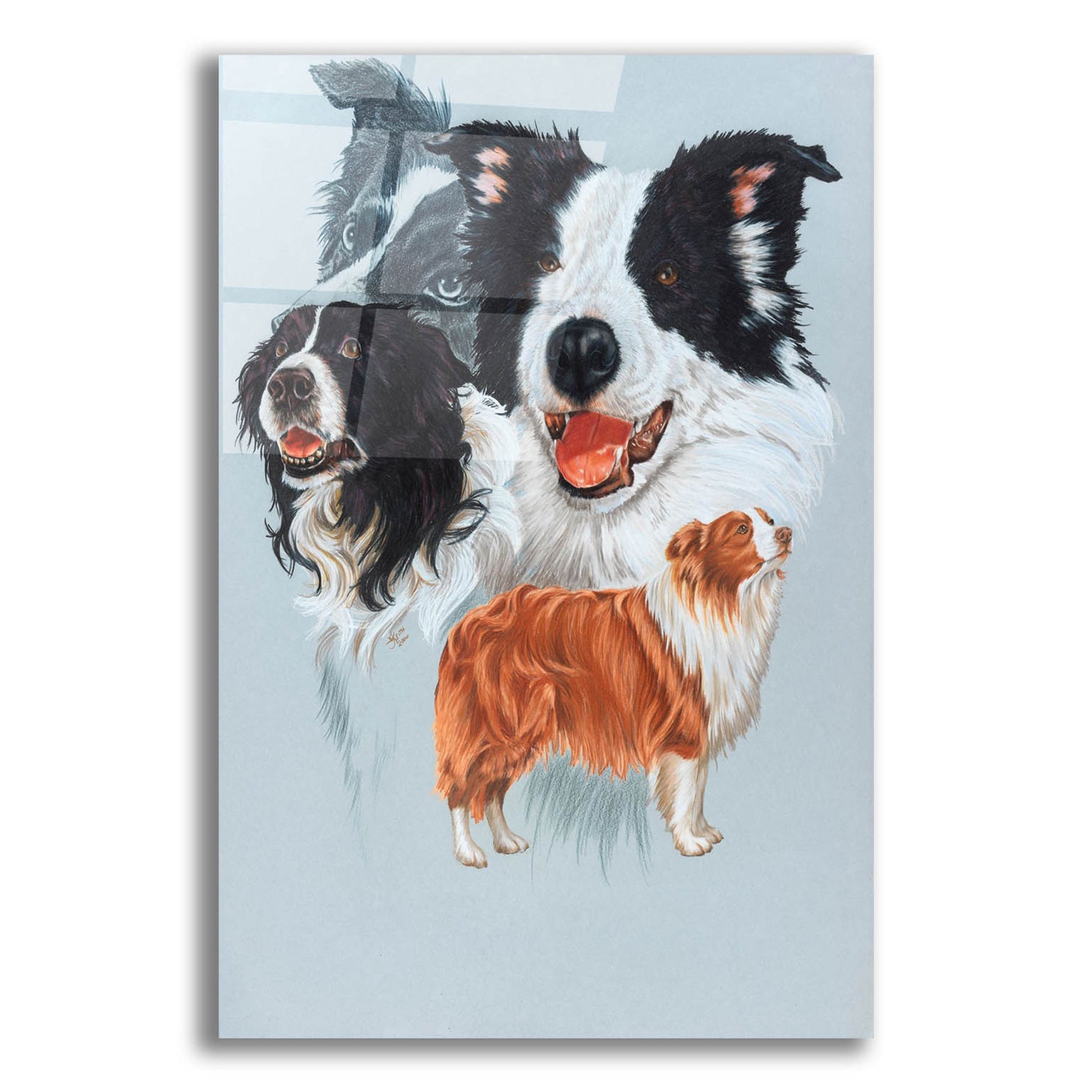 Epic Art 'Boarder Collie' by Barbara Keith, Acrylic Glass Wall Art,12x16