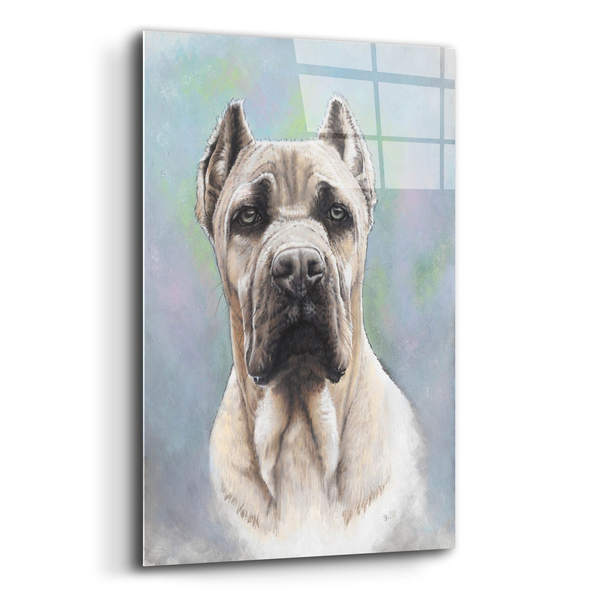 Epic Art 'Cane Corso 2' by Barbara Keith, Acrylic Glass Wall Art,12x16