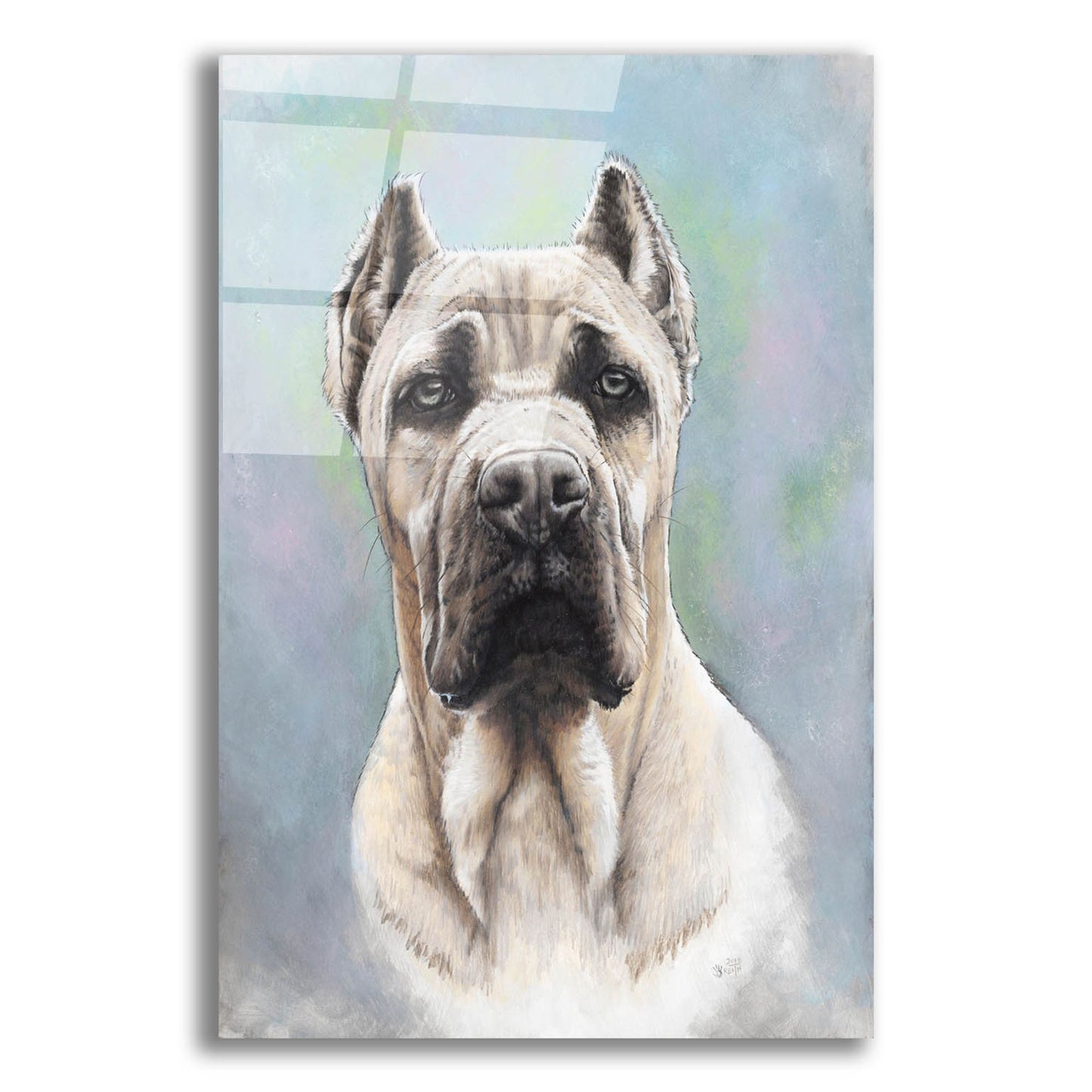 Epic Art 'Cane Corso 2' by Barbara Keith, Acrylic Glass Wall Art,12x16