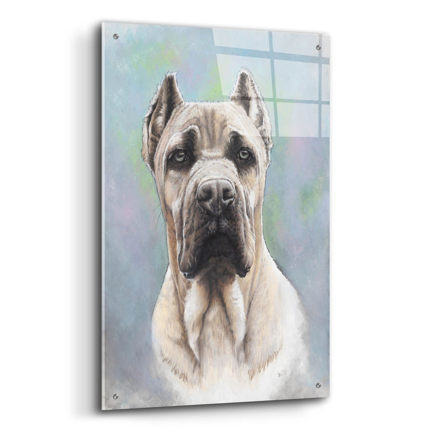 Epic Art 'Cane Corso 2' by Barbara Keith, Acrylic Glass Wall Art,24x36