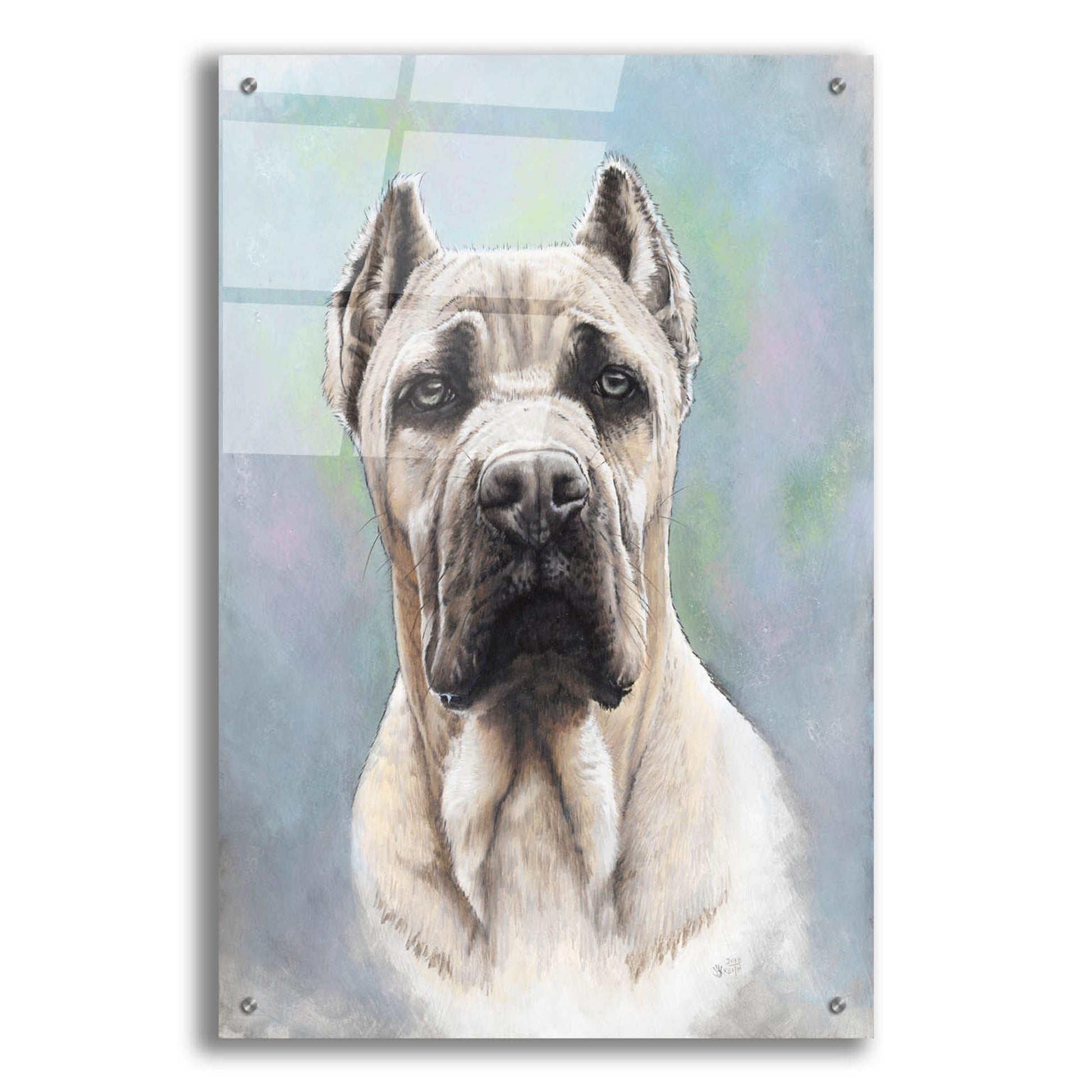 Epic Art 'Cane Corso 2' by Barbara Keith, Acrylic Glass Wall Art,24x36