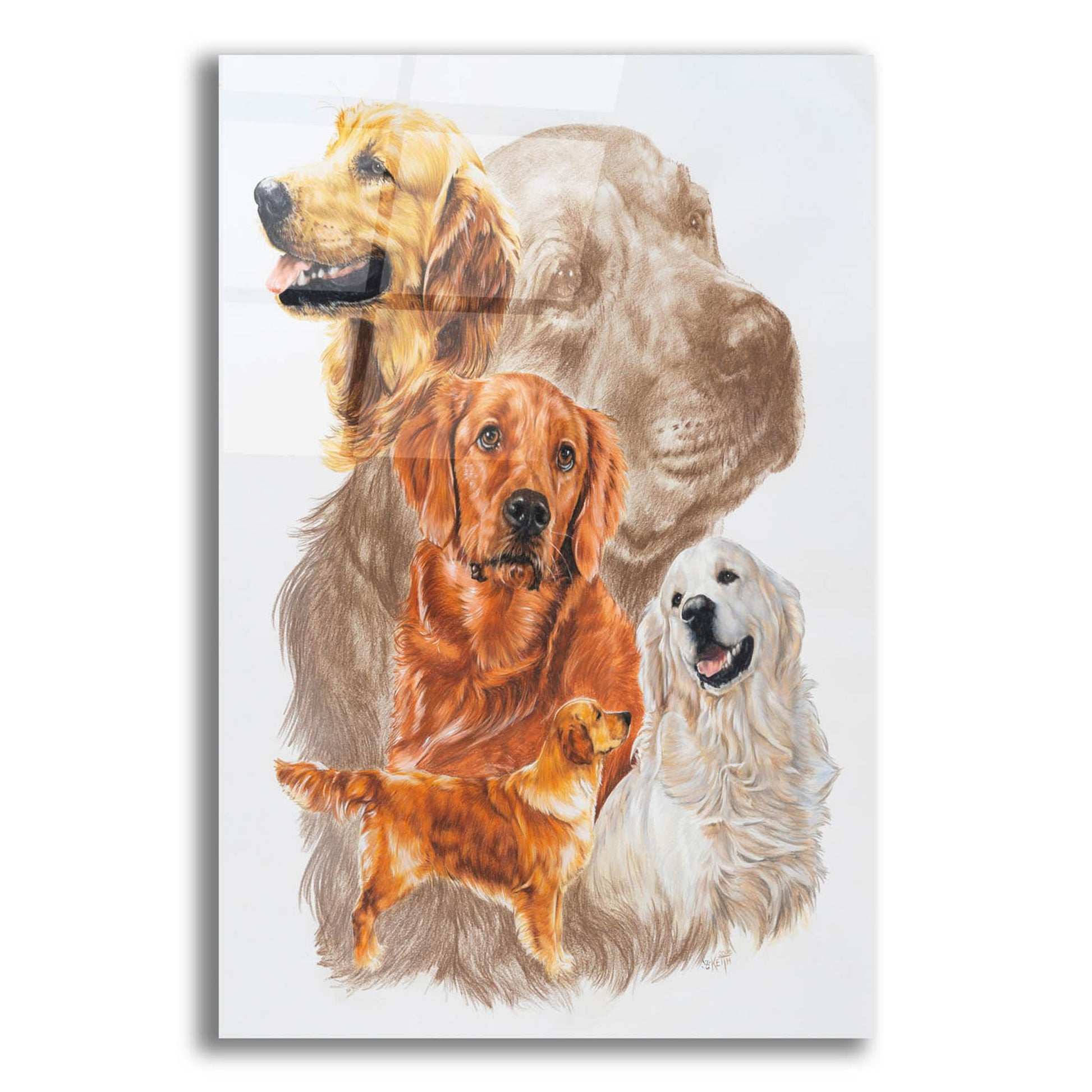 Epic Art 'Golden Retriever with Ghost Image' by Barbara Keith, Acrylic Glass Wall Art,12x16