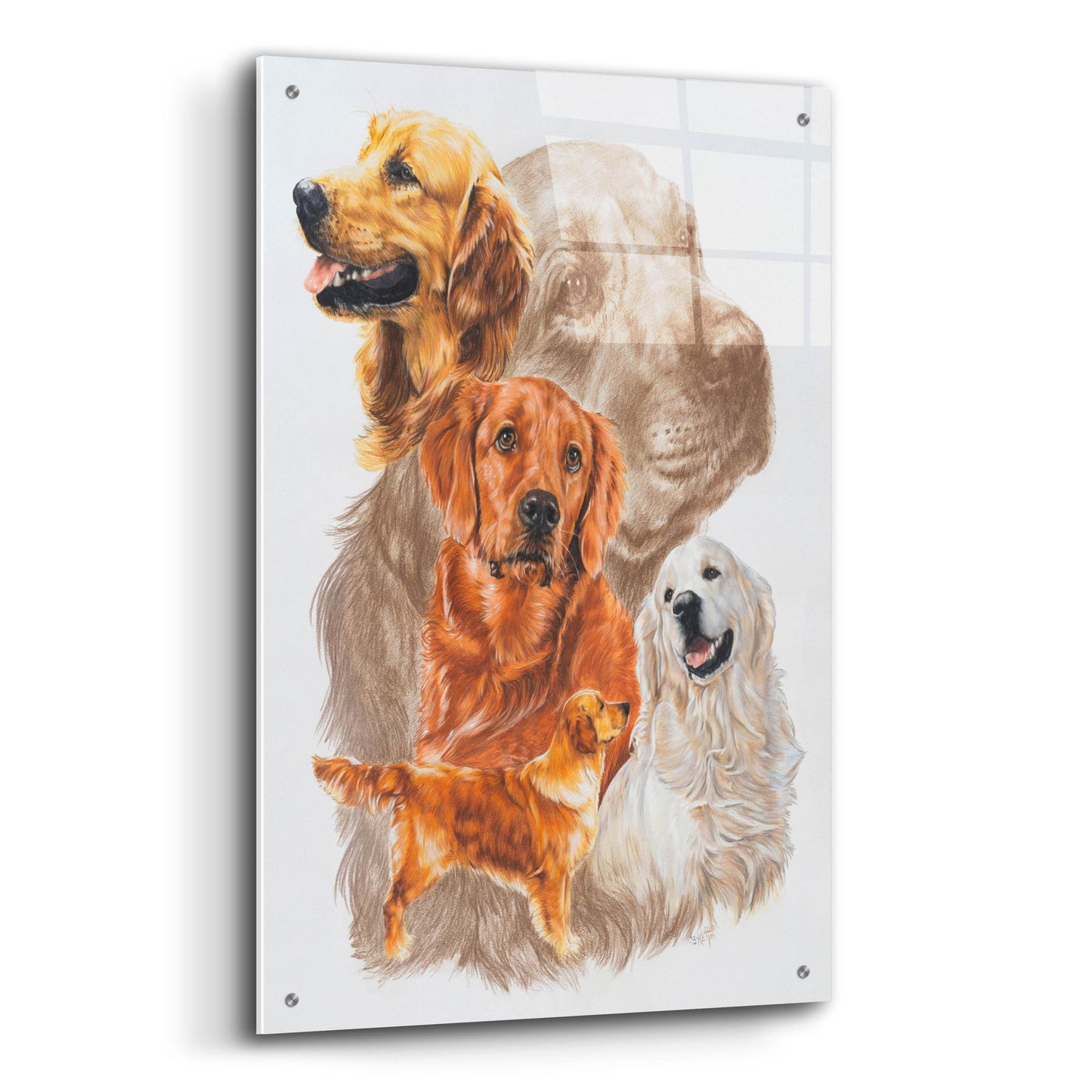 Epic Art 'Golden Retriever with Ghost Image' by Barbara Keith, Acrylic Glass Wall Art,24x36