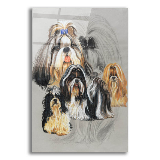 Epic Art 'Shih Tzu' by Barbara Keith, Acrylic Glass Wall Art