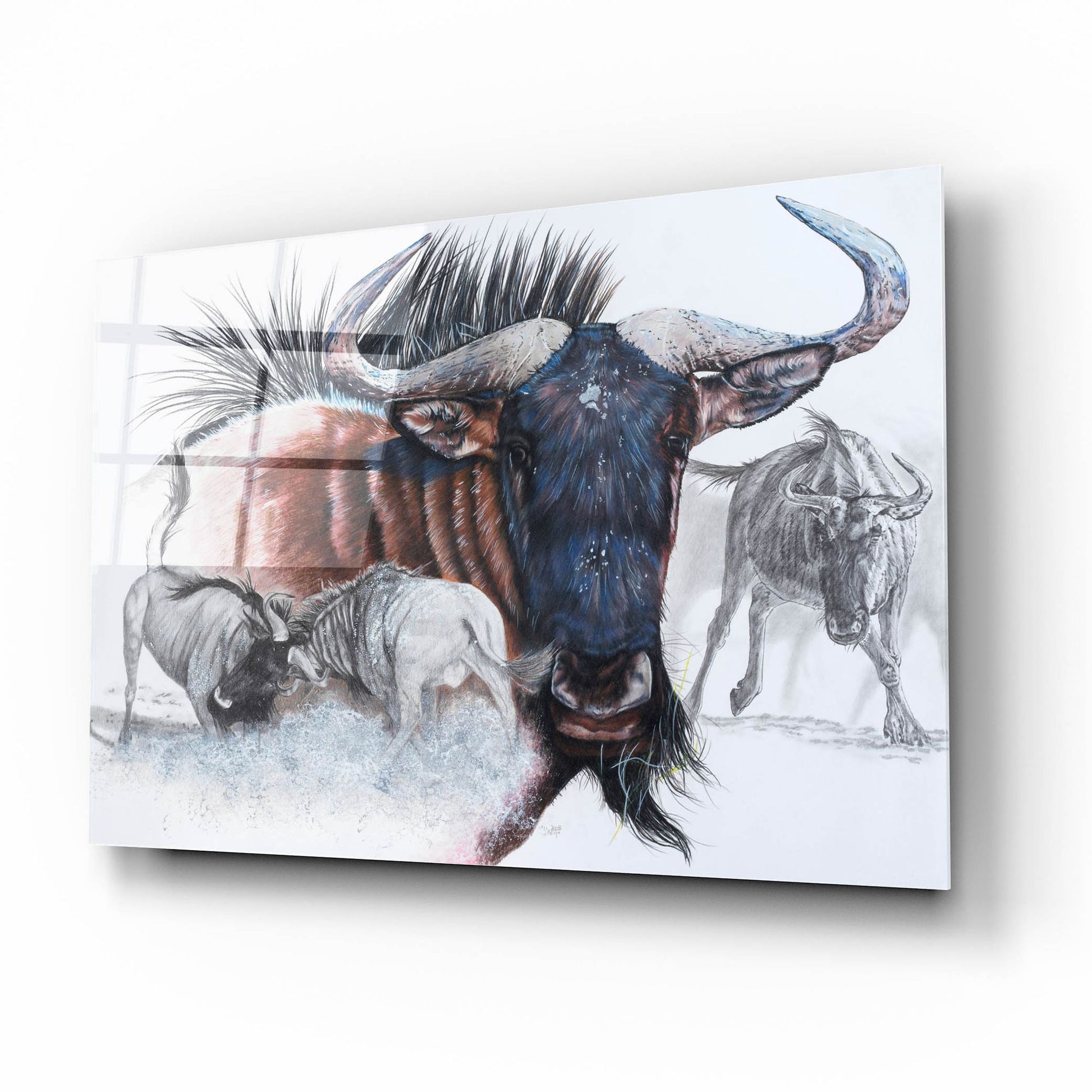 Epic Art 'Wildebeest' by Barbara Keith, Acrylic Glass Wall Art,16x12